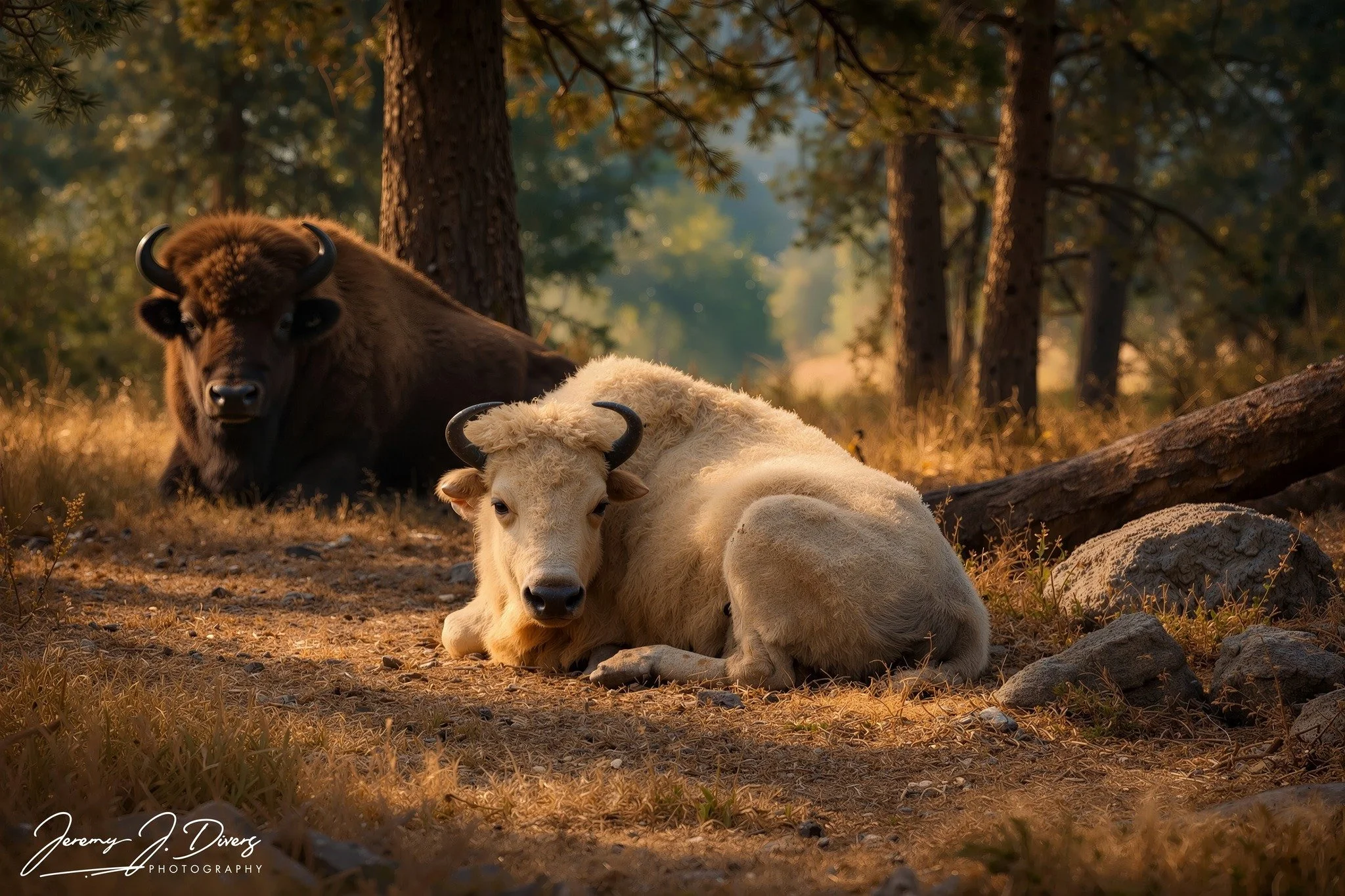 "Guardian of the Golden Forest" Branson Safari Park