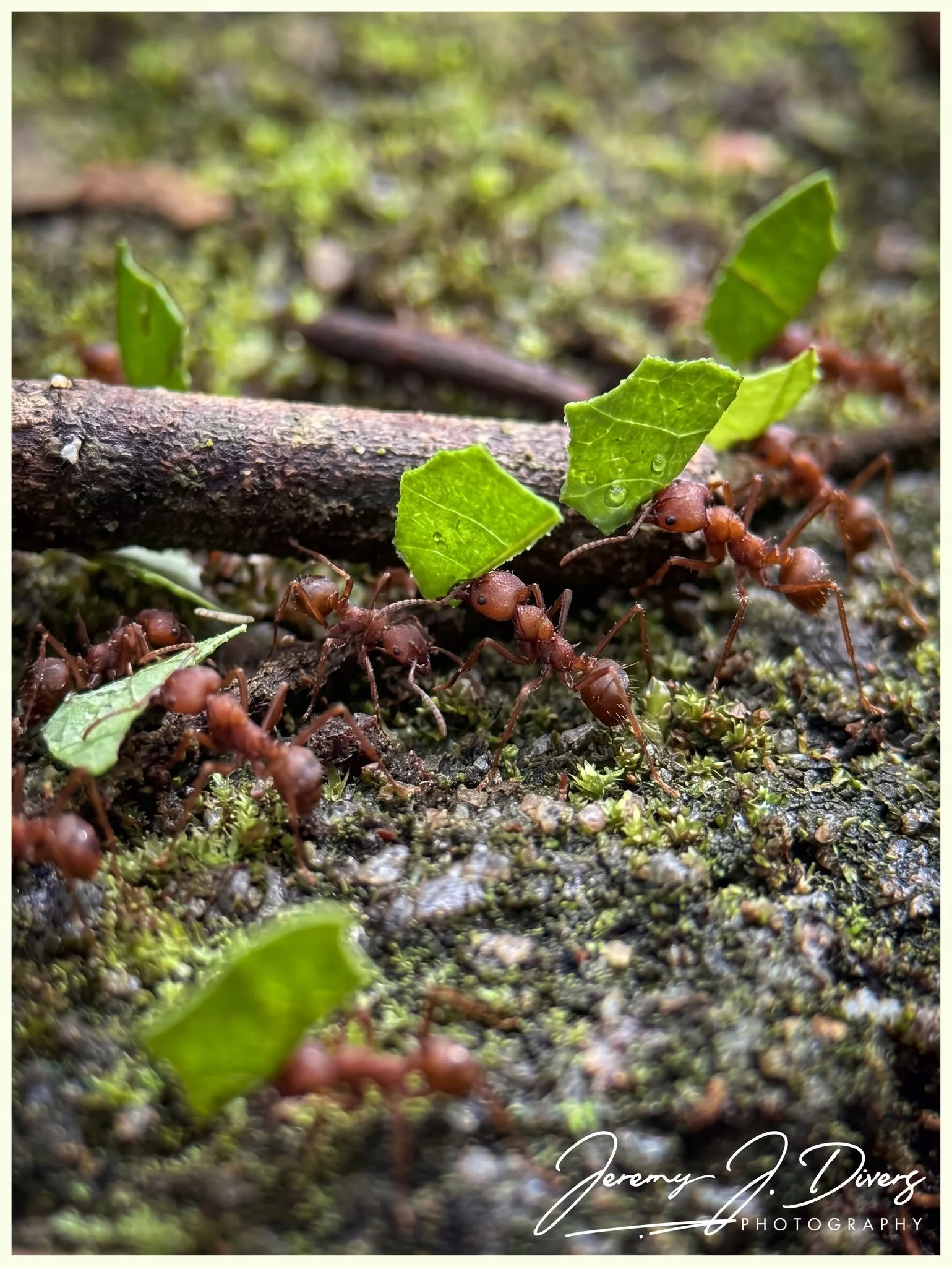 "Leaf Cutter Ants" (B) Tirimbina Biological Reserve, Costa Rica