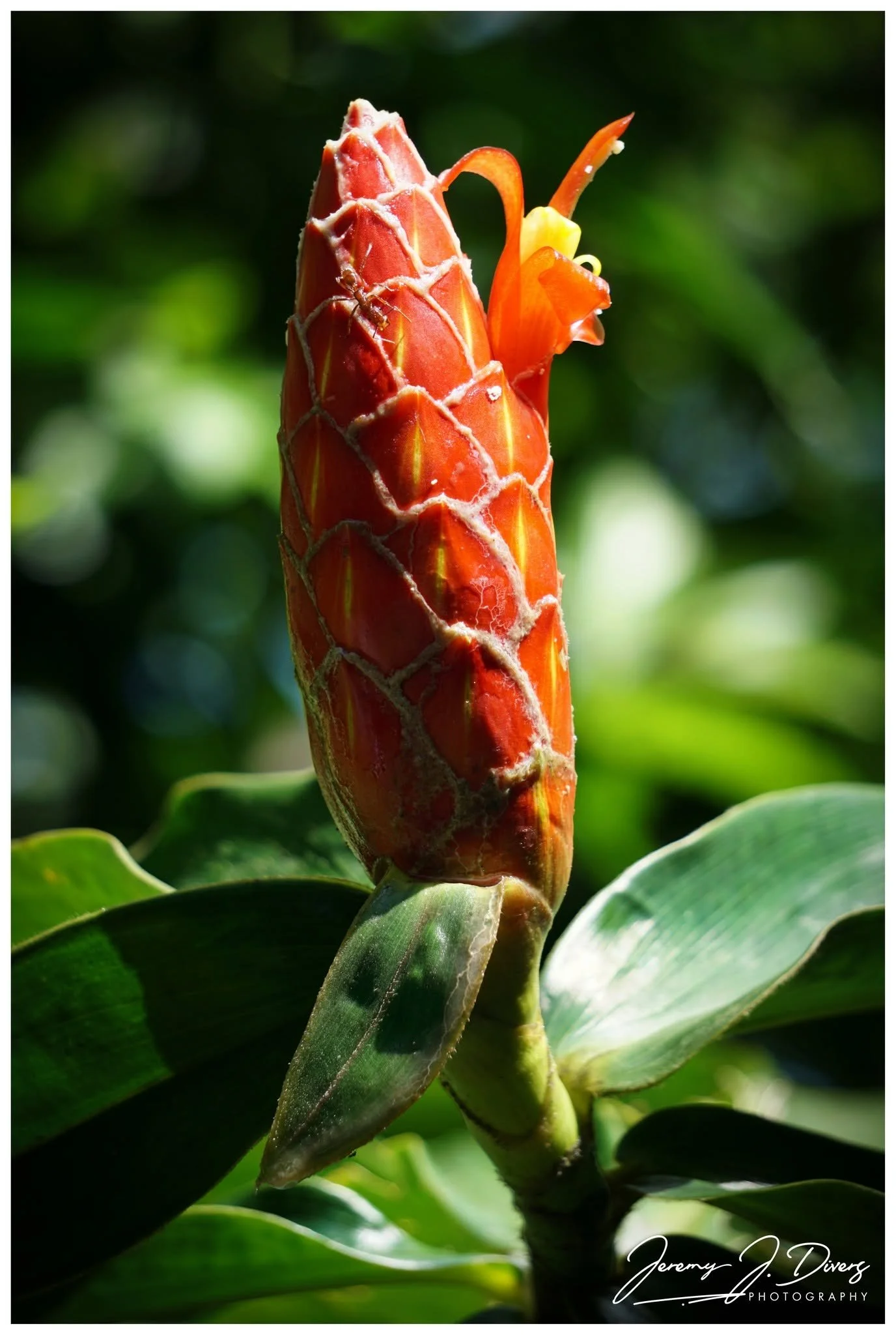 "Red Cigar Ginger" Lake Arenal, Costa Rica