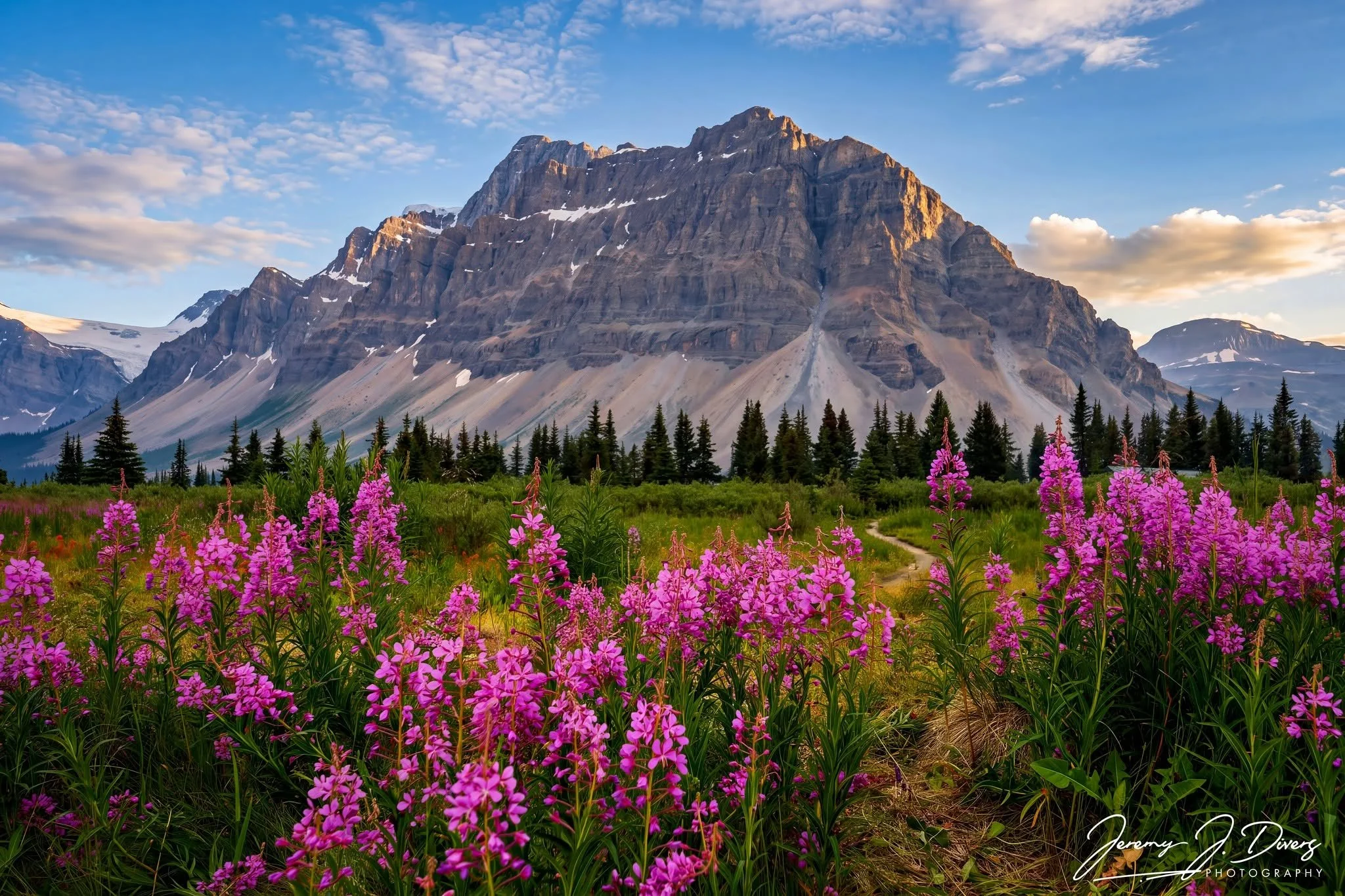 “Fireweed Beneath the Giants” Banff National Park, Alberta, Canada