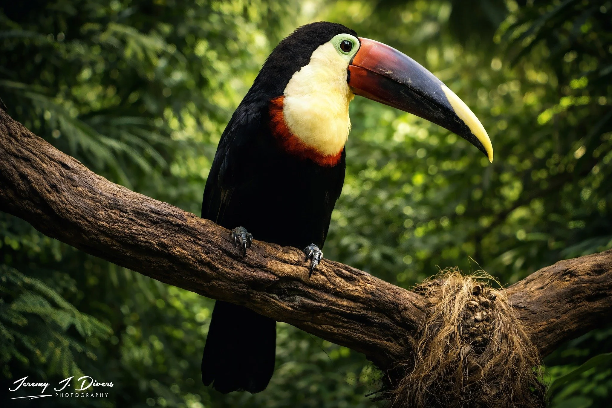 "Toucan Sam" Ocean World, Puerto Plata, Dominican Republic