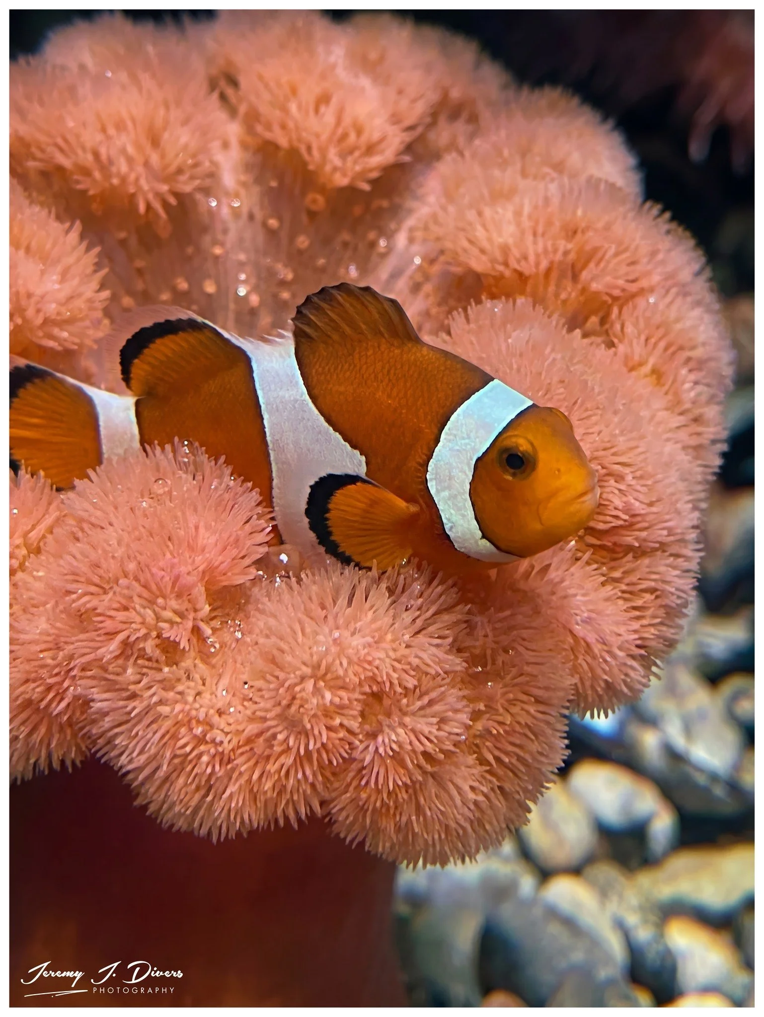 Clown Fish in a Sea Anemone