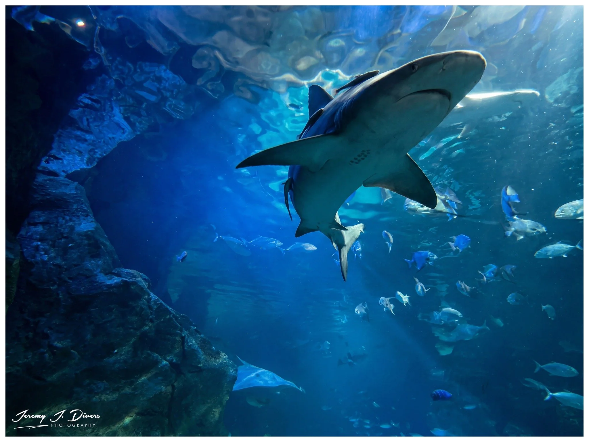  Whitetip Reef Shark