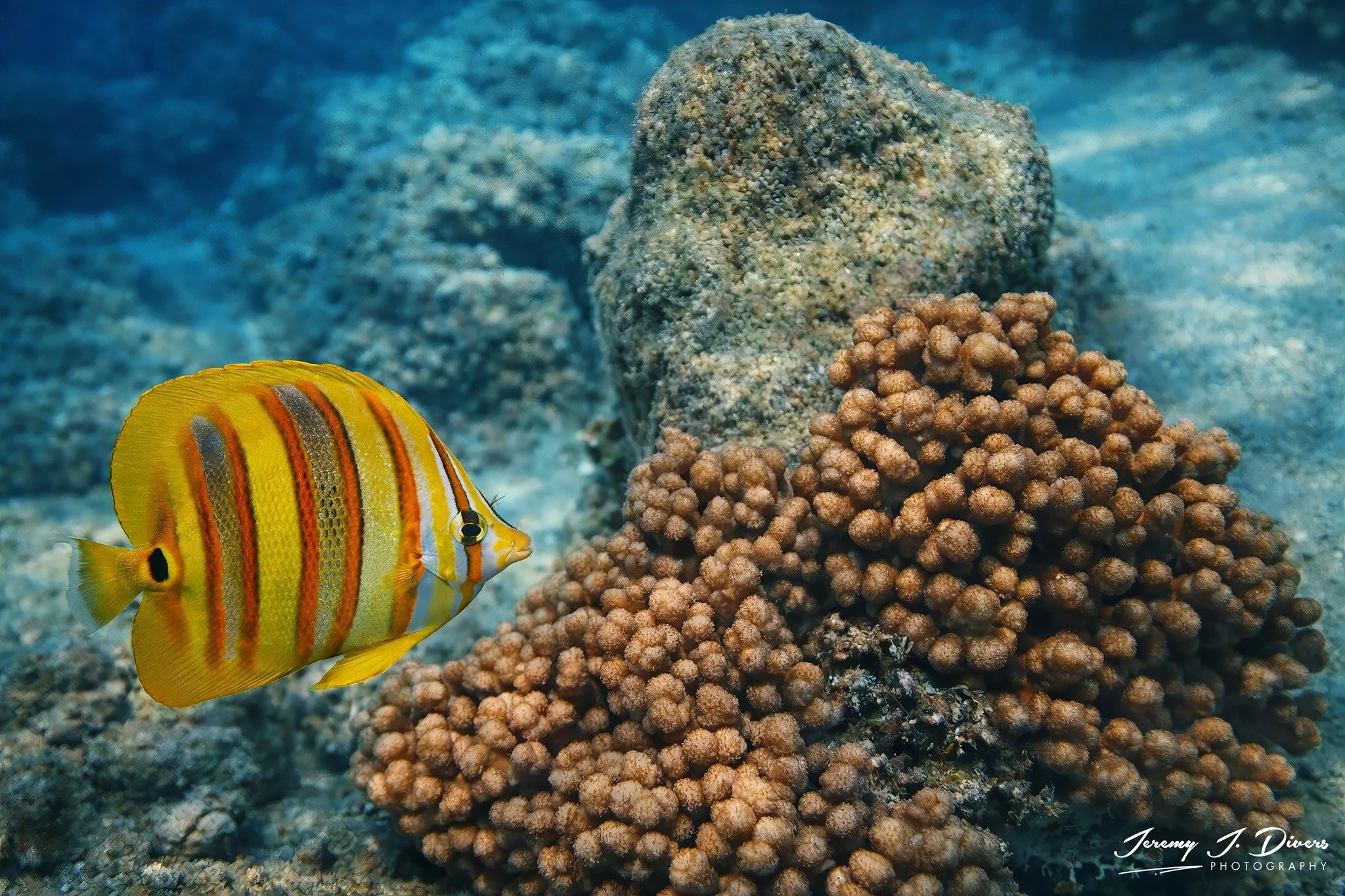  Rainford's Butterflyfish