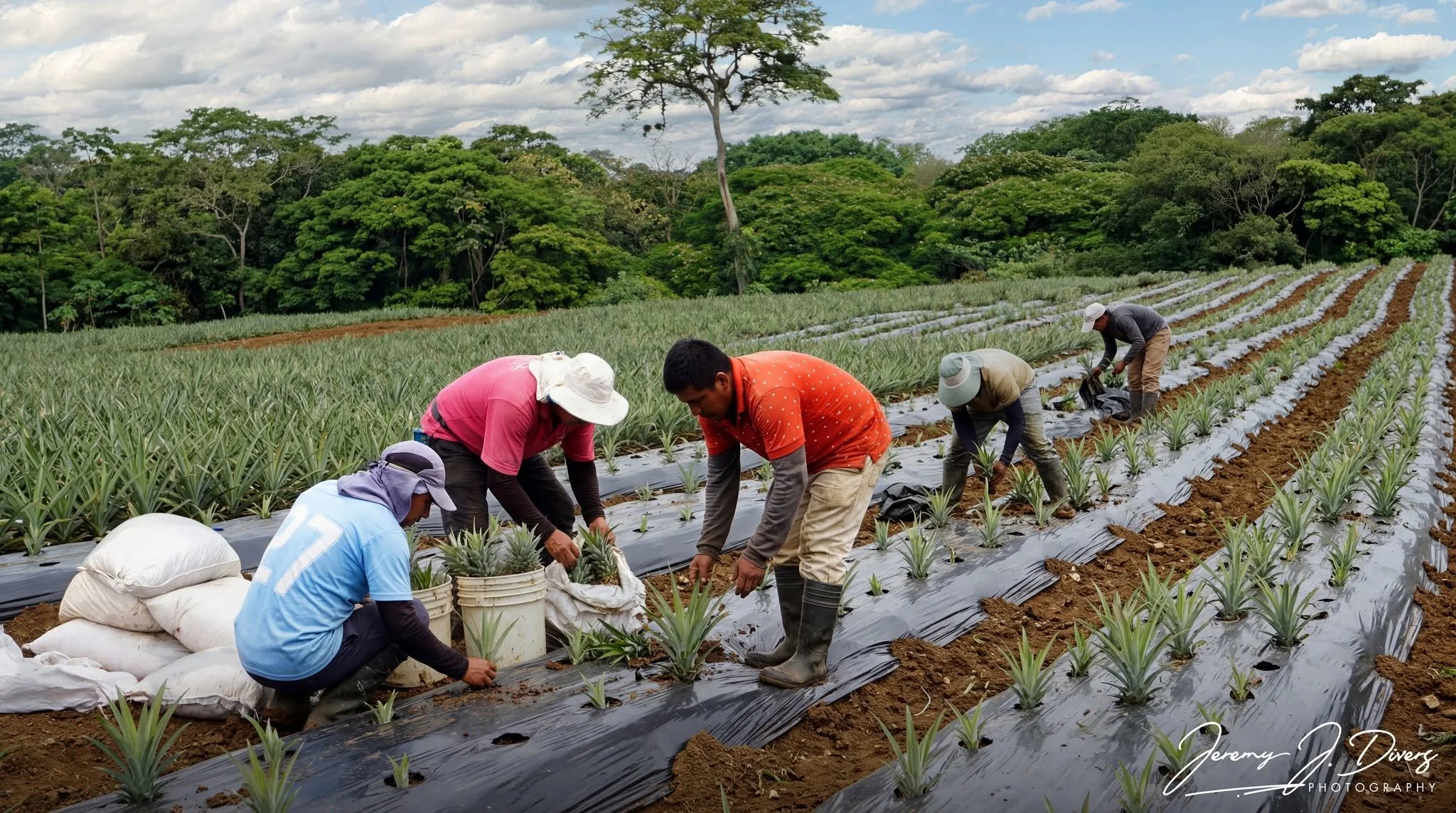 "Working the Pineapple Fields" Calle Rancho Chico, Sarapiquí, Costa Rica
