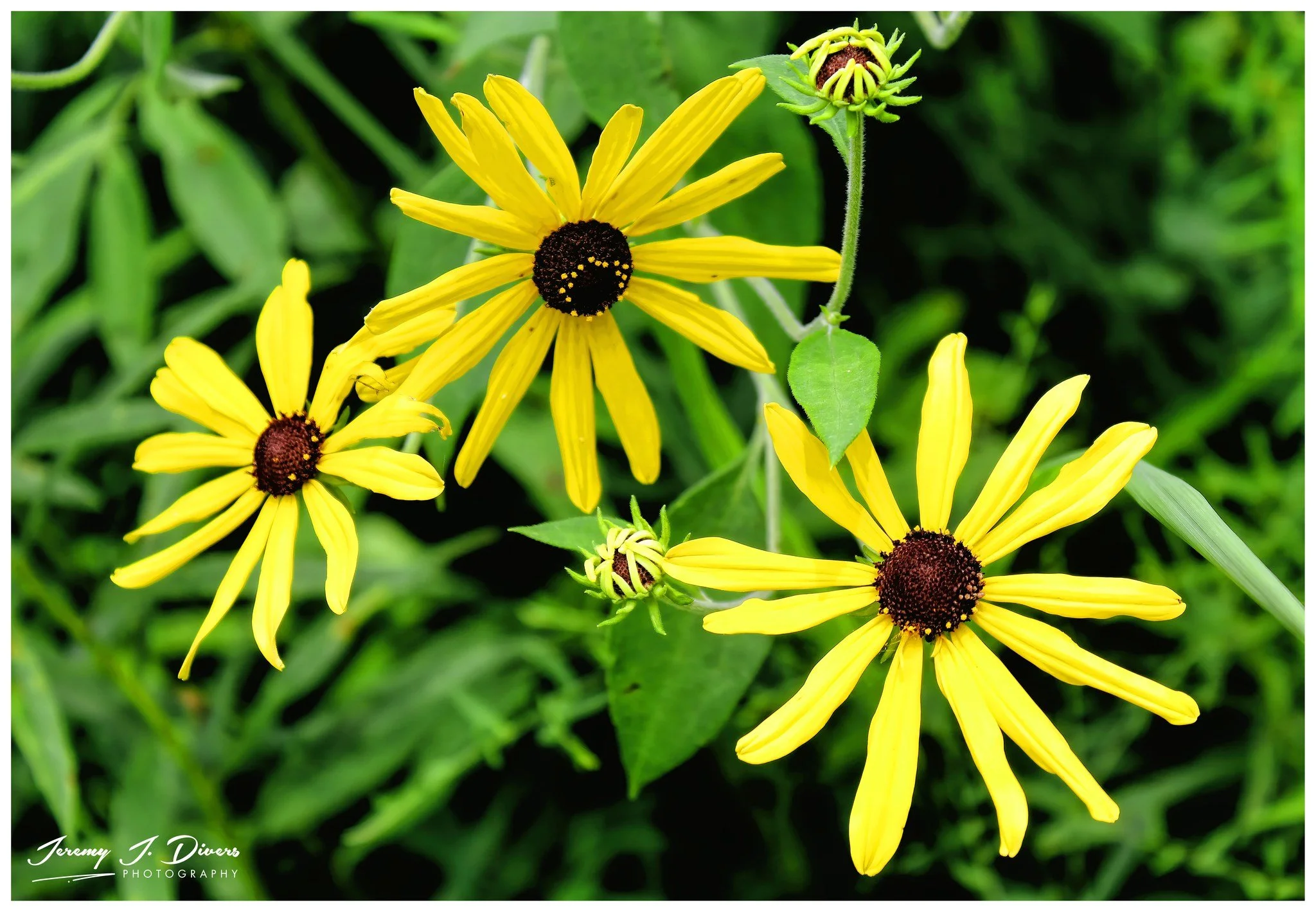 "Black-eyed Susans" Shaw Nature Reserve, Gray Summit, Missouri
