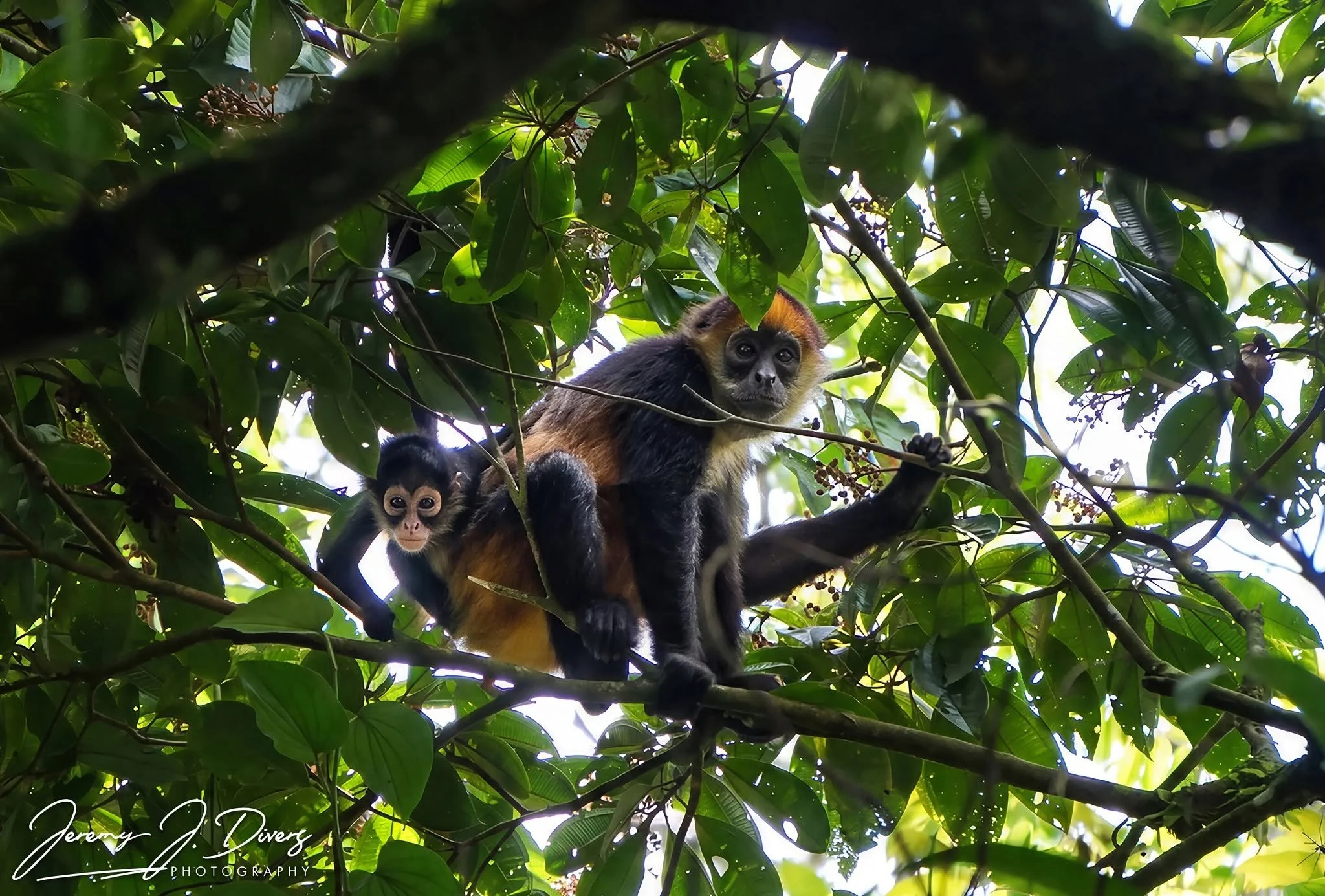 "Geoffroy's Spider Monkey" (D) Tirimbina Biological Reserve, Costa Rica
