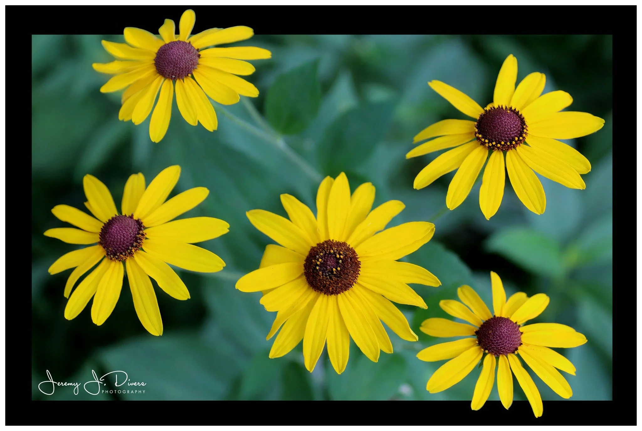 "Helianthus debilis" Shaw Nature Reserve, Gray Summit, Missouri