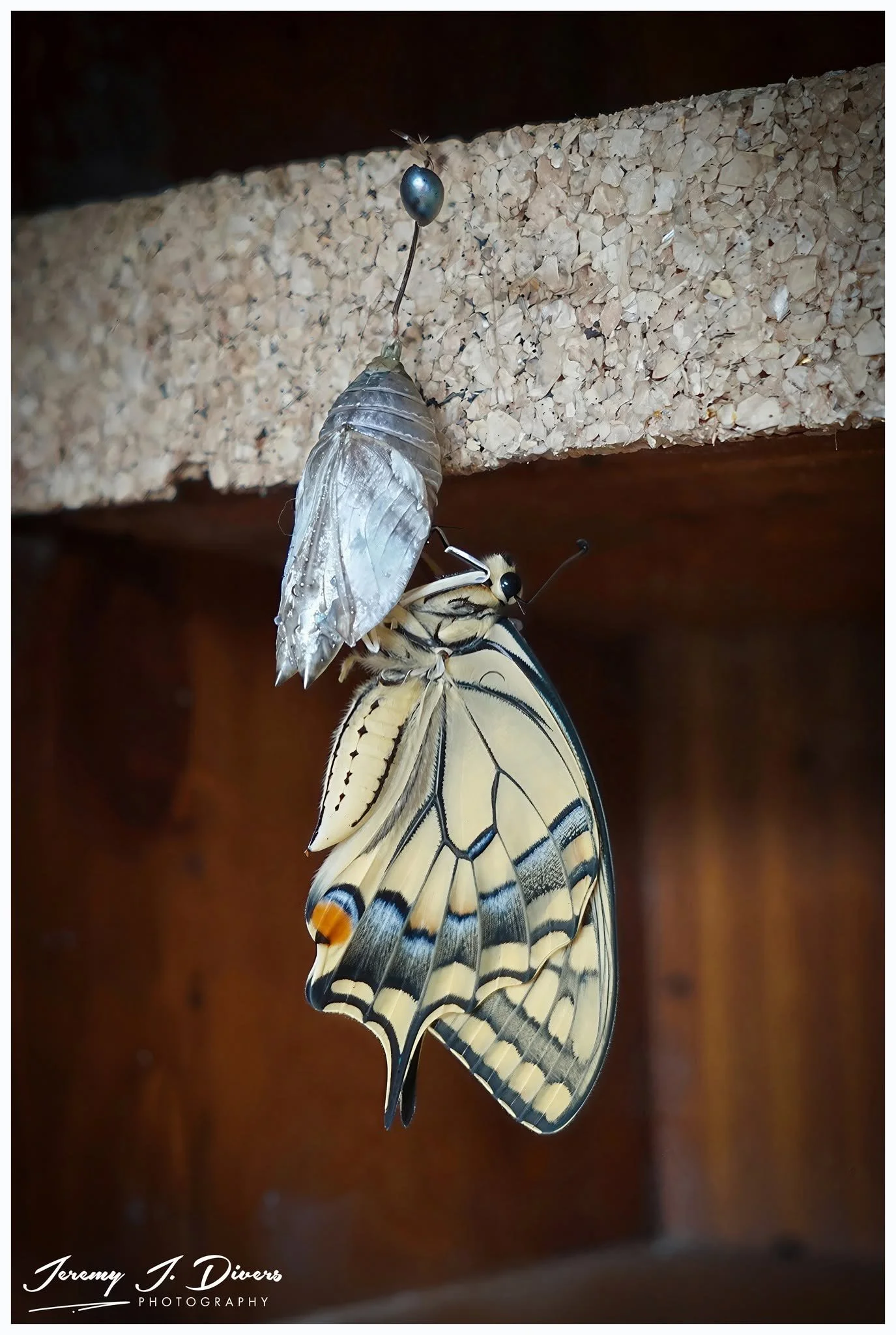 "Metamorphosis" Swallowtail, Café Britt, San Jose, Costa Rica