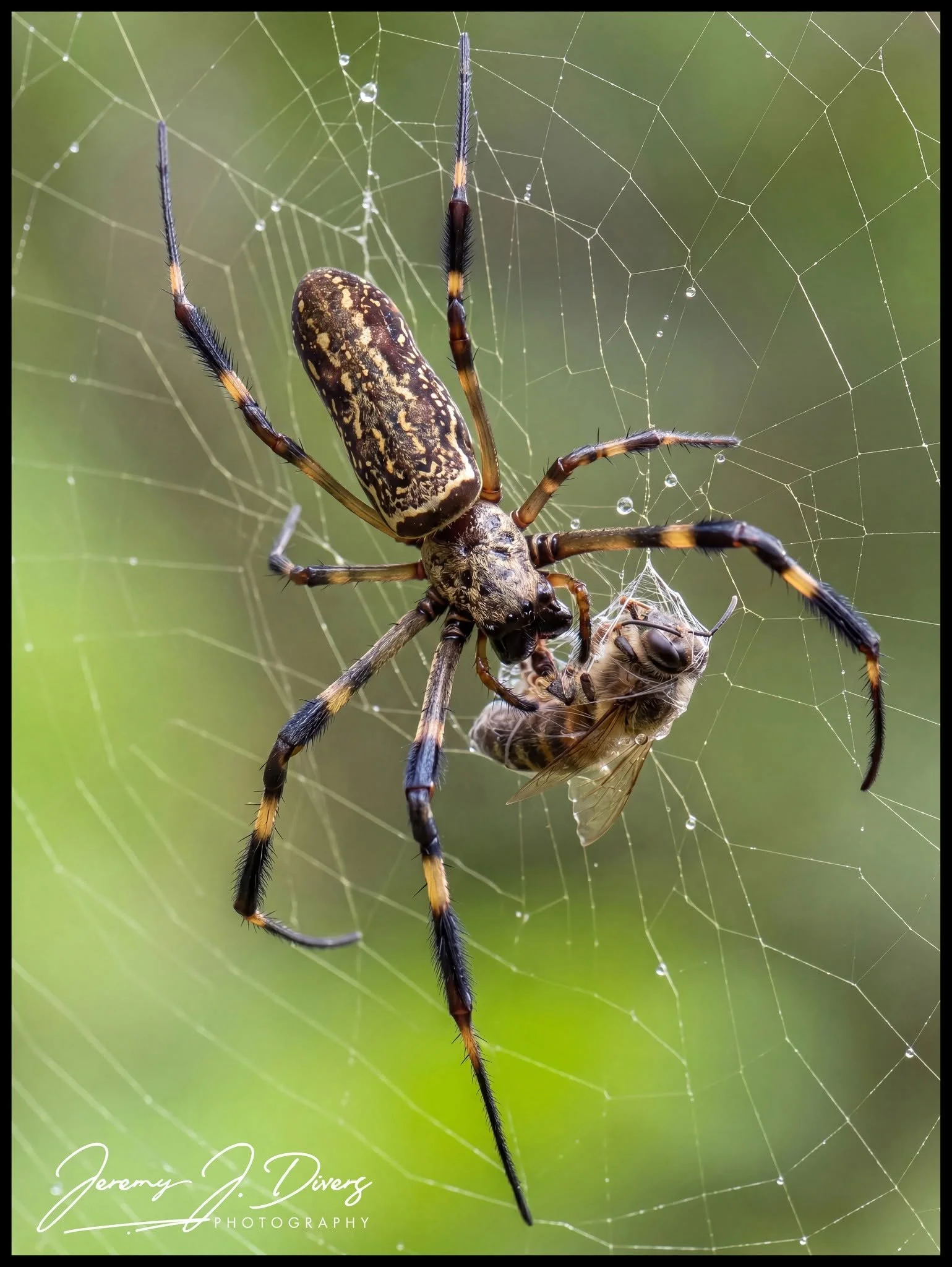 "Golden Silk Orb-weaver" (D) Arenal Region, Costa Rica