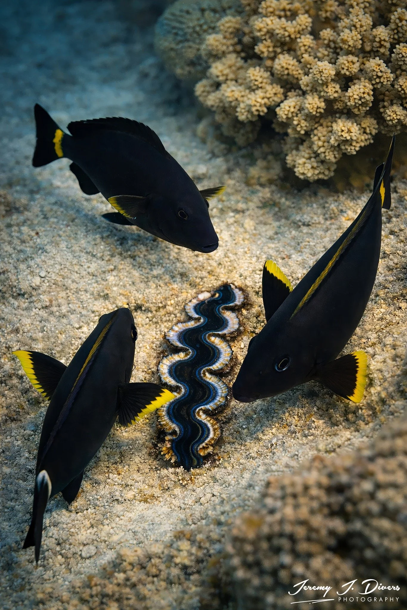 Powderblue Surgeonfish and Tridacna Clam