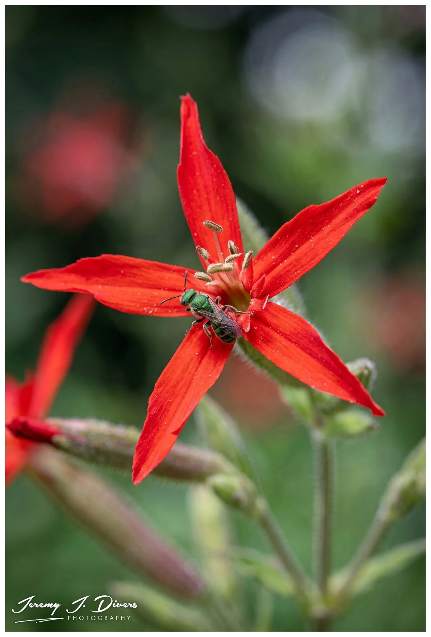 "Sweat Bee on a Royal Catchfly" Shaw Nature Reserve, Gray Summit, MO
