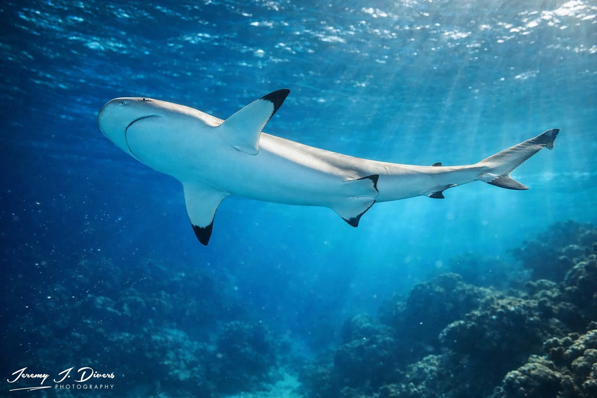 Blacktip Reef Shark
