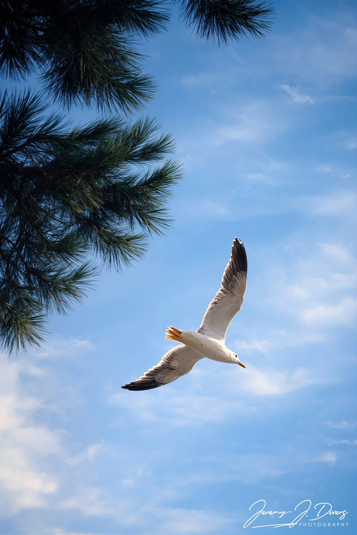 "Skybound Grace" San Diego, California