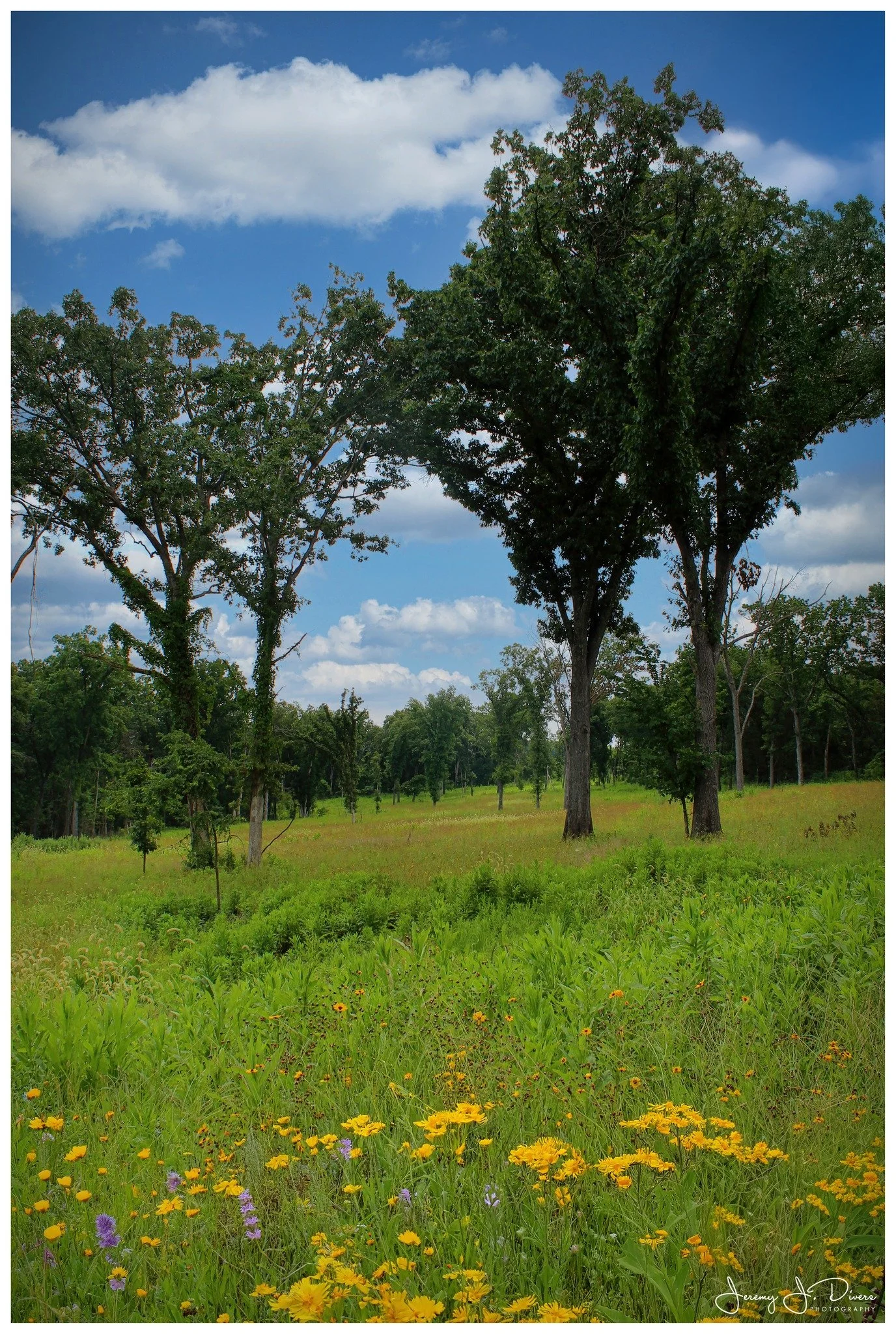 "Prairie Splendor" Shaw Nature Reserve, Gray Summit, MO