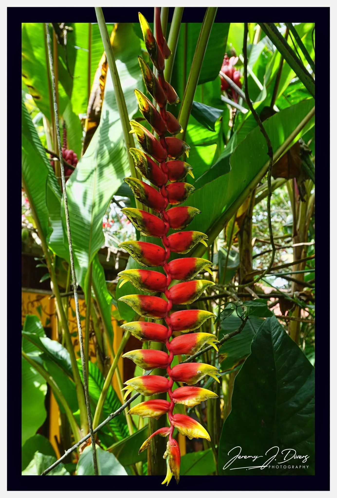 " Hanging Lobster Claws," Hotel La Hacienda, Alajuela Province, Costa Rica