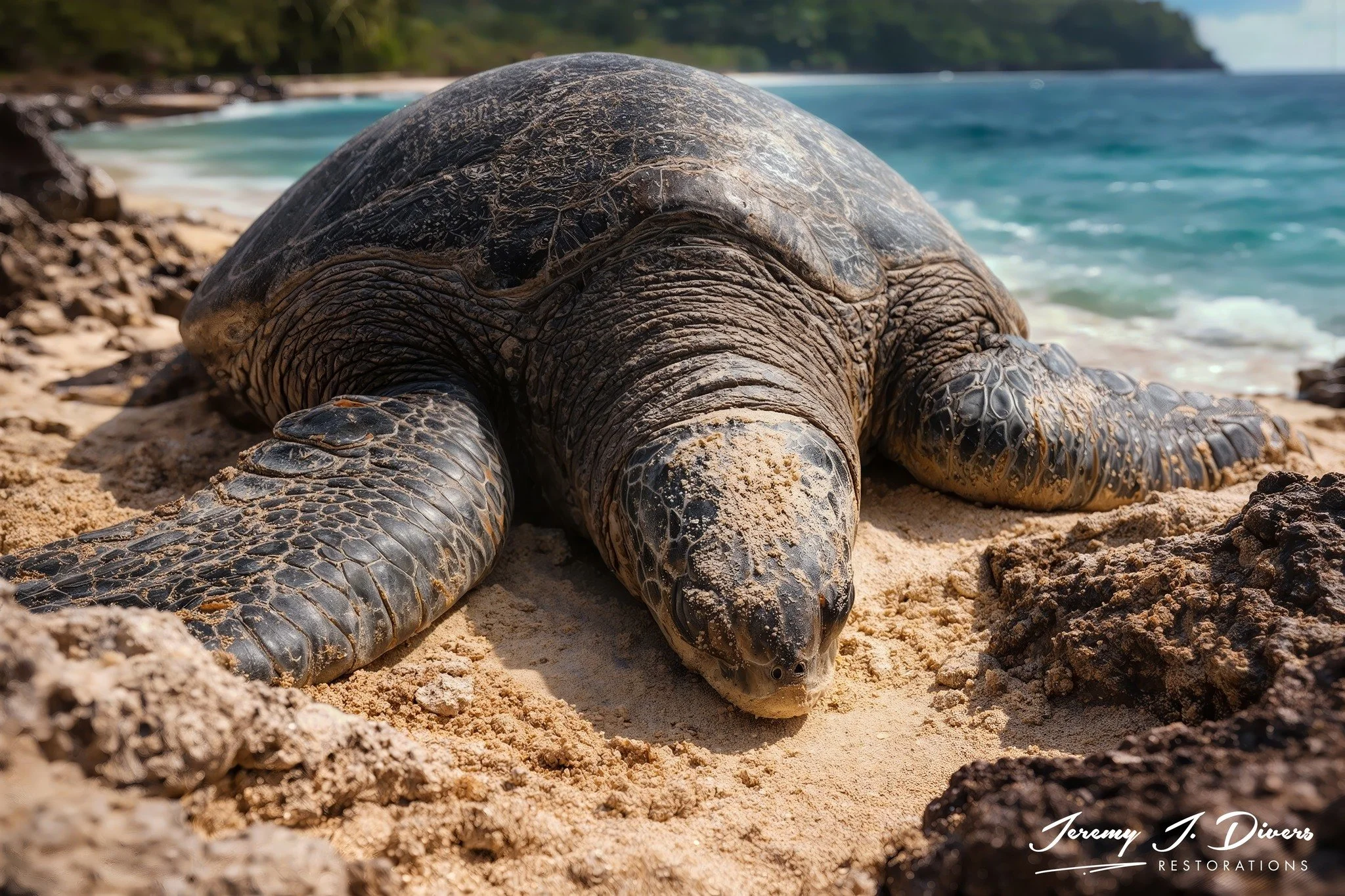 "A Turtle's Rest" Sea World, San Diego, California 