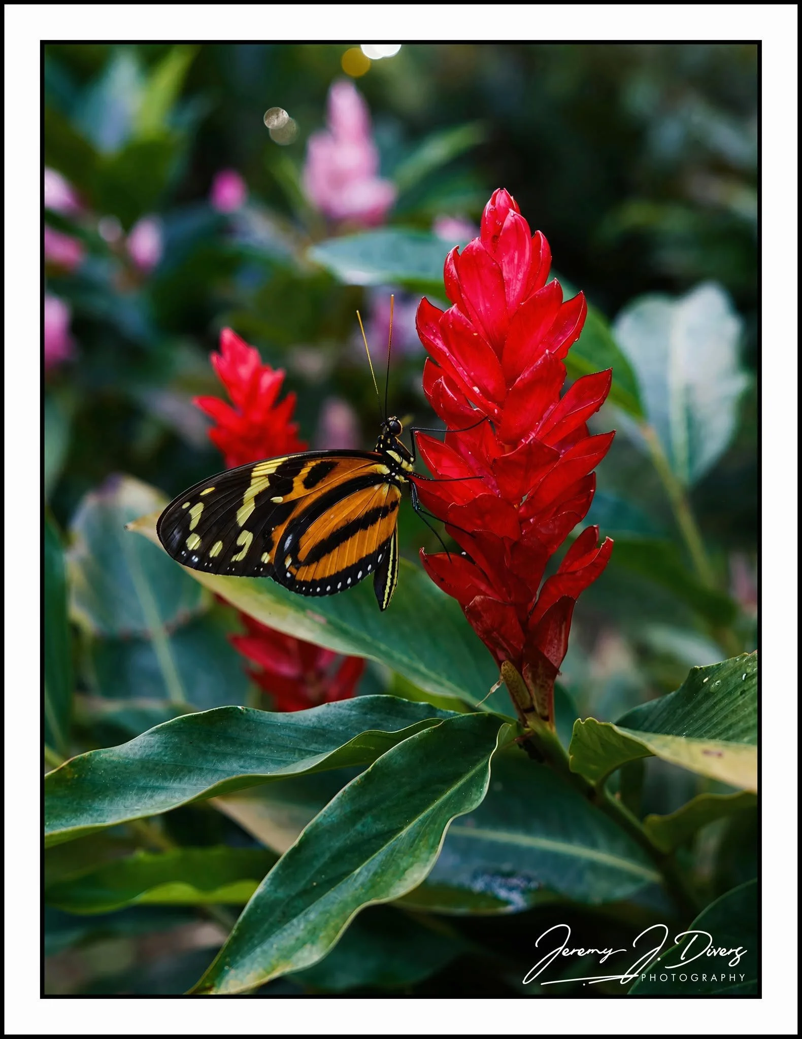  "Tiger Heliconian Resting on a Red Ginger Flower" Costa Rica