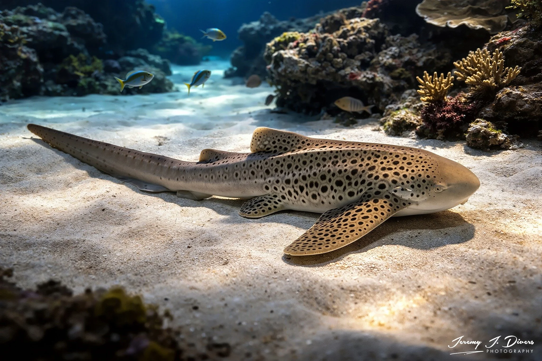 Zebra shark 