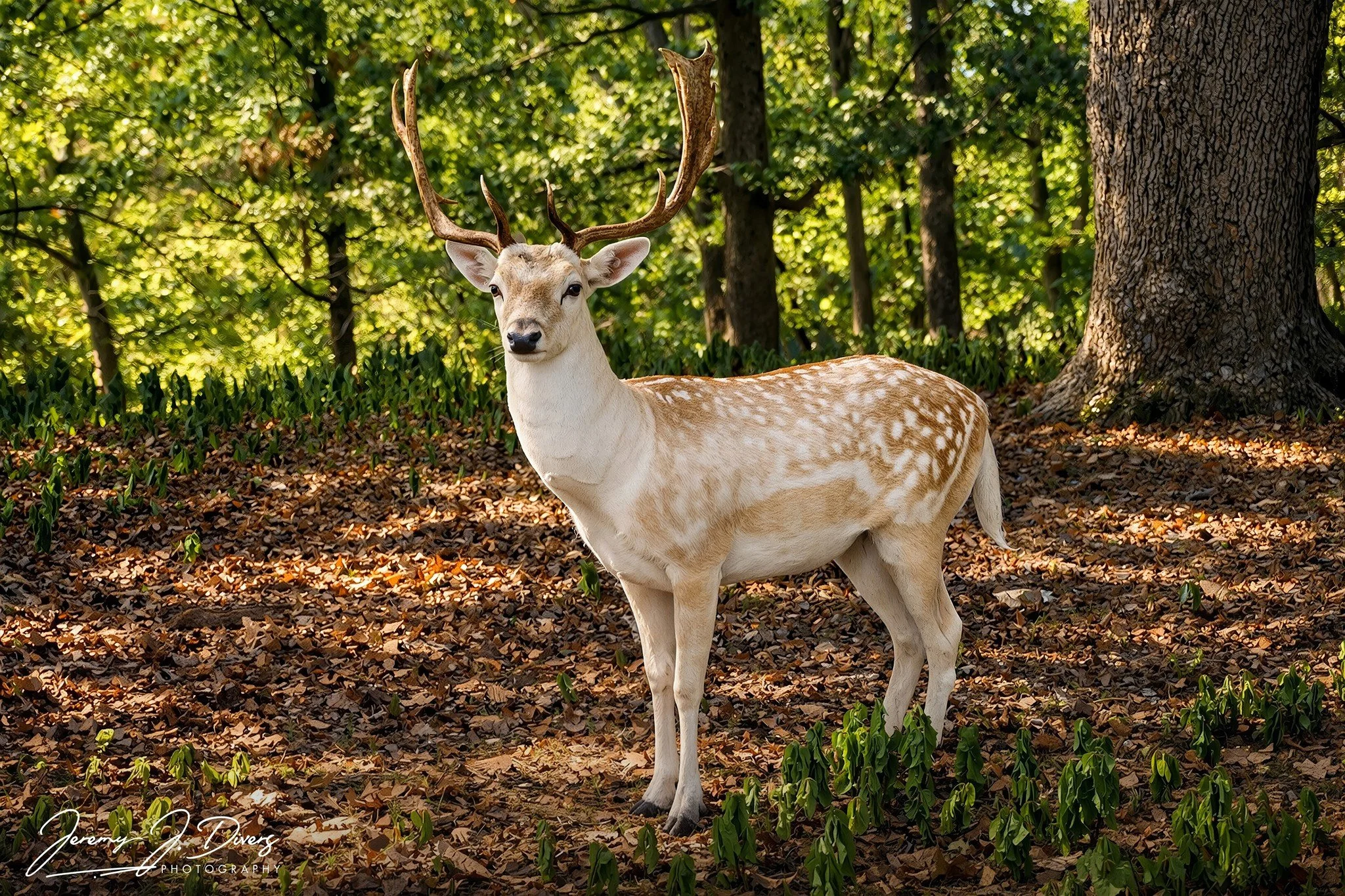 "The Noble Stag" Branson Safari Park