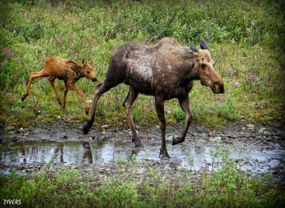 “Wait For Me Mama” Denali National Park, Alaska