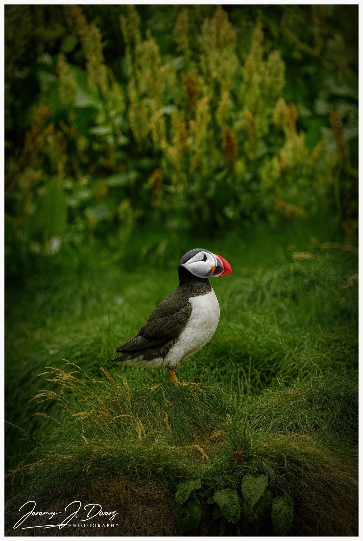 "Puffin Power" Reynisdrangar Black Sand Beach, Iceland