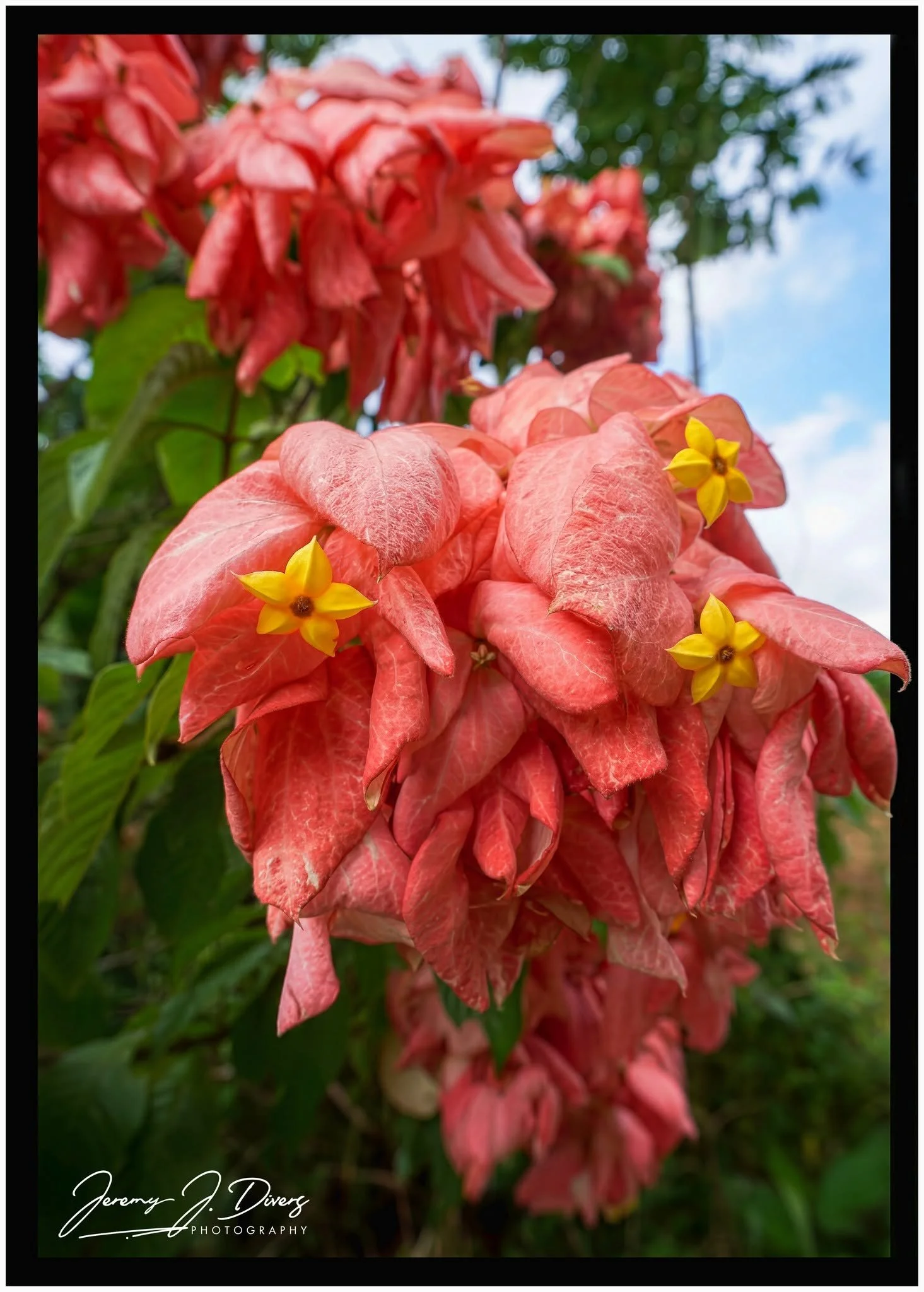 "Pink Mussaenda" Hotel La Hacienda, Alajuela Province, Costa Rica