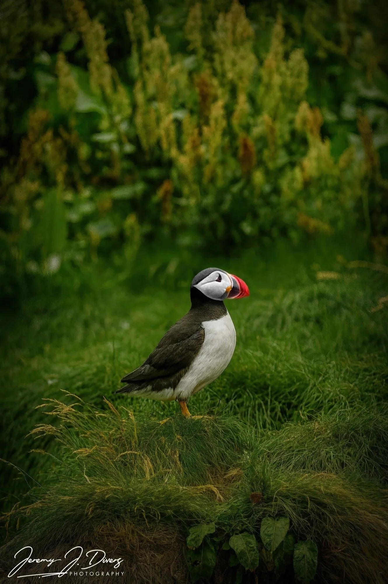 "Puffin Power" Reynisdrangar Black Sand Beach, Iceland