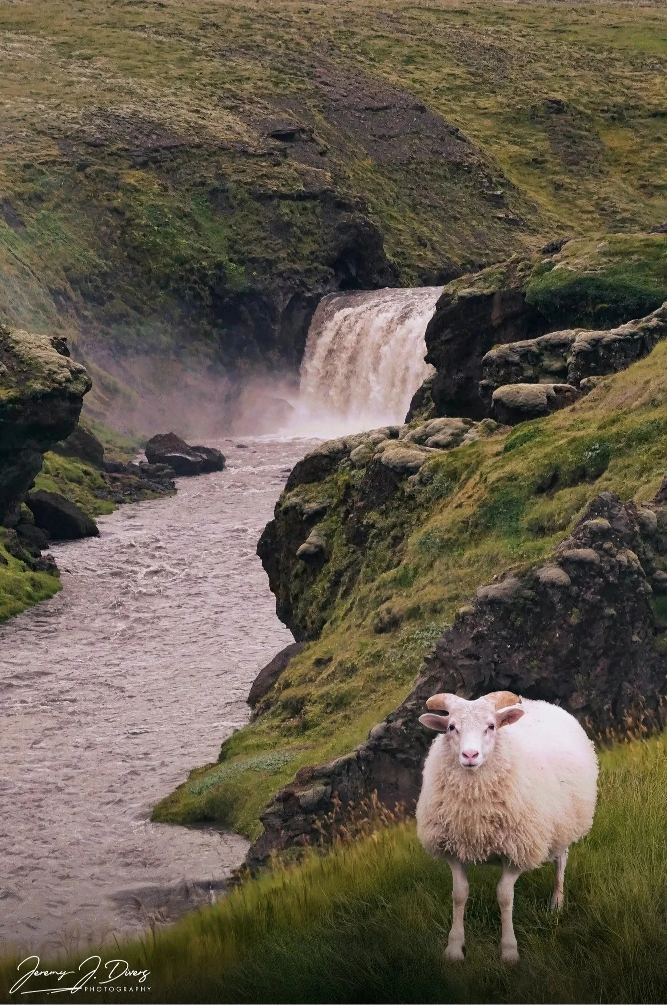 "A Sheep and His Waterfall" Innri-Fellsfoss, Fimmvorduhals, Iceland