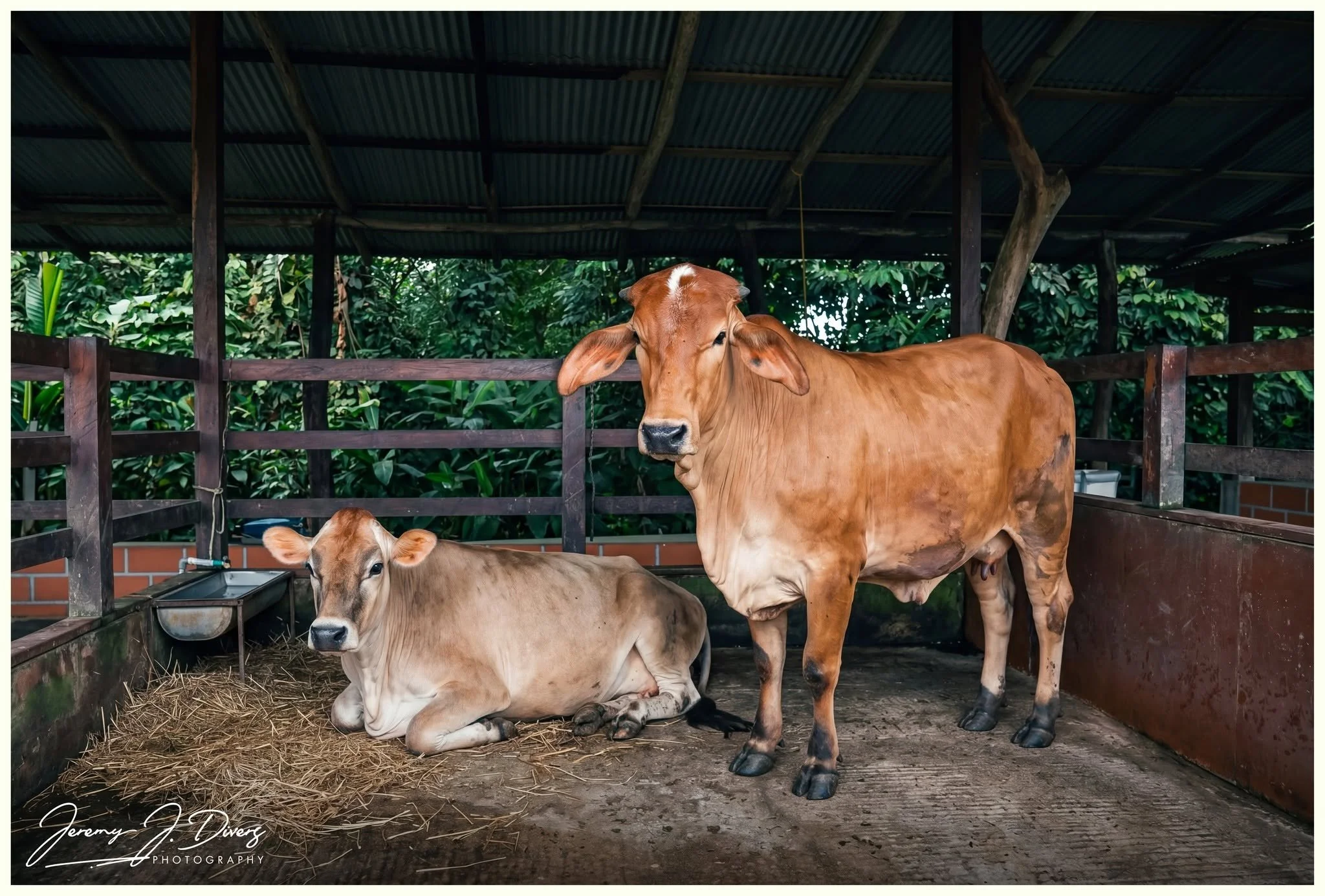 "Red  Brahman Cattle" Finca Educativa Don Juan, La Fortuna, Costa Rica