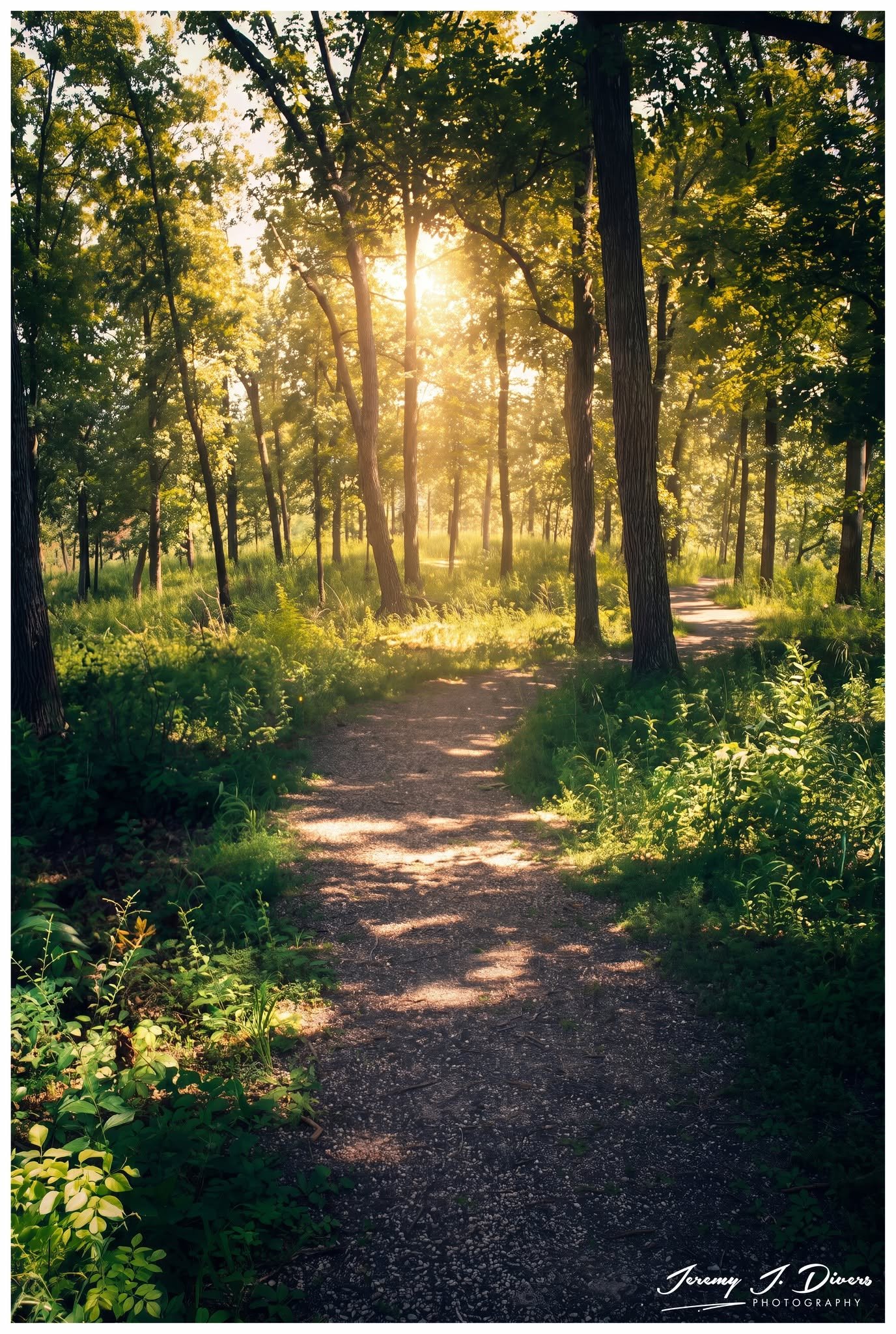 "Where the Light Leads," Shaw Nature Reserve, Gray Summit, MO