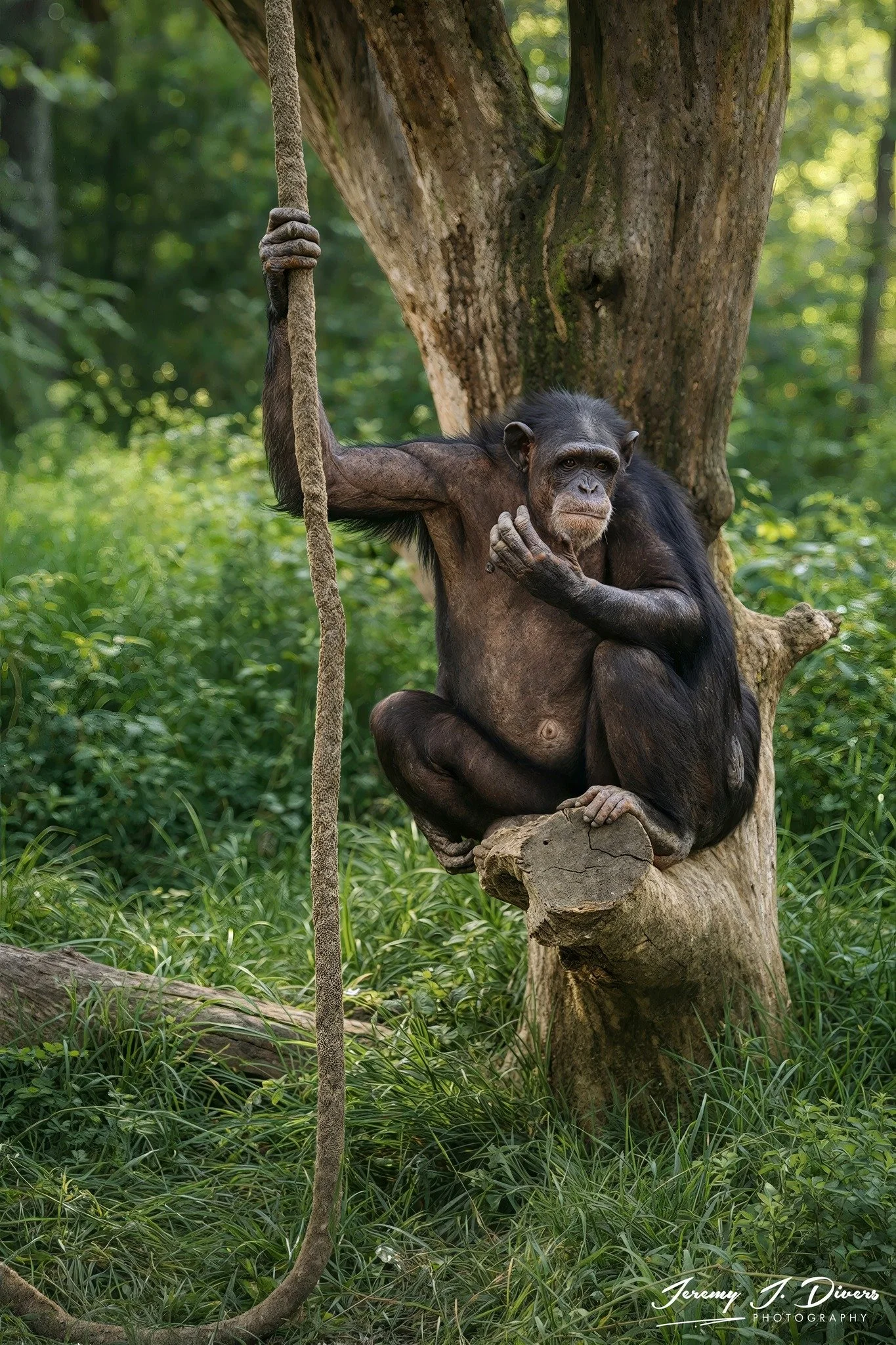 "Hanging Out" San Diego Zoo, California