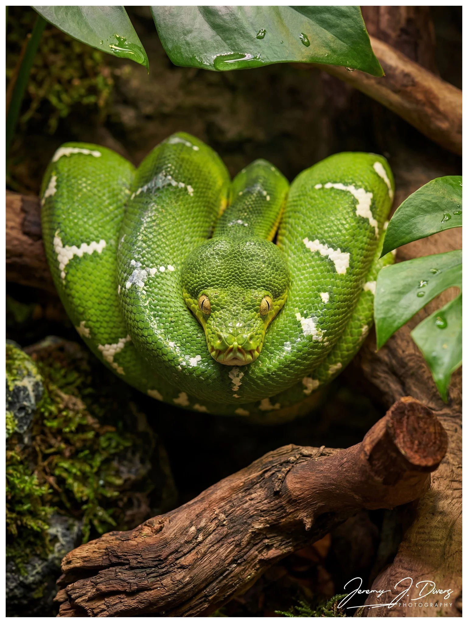 "Emerald Tree Boa" St. Louis Aquarium, St. Louis, Missouri