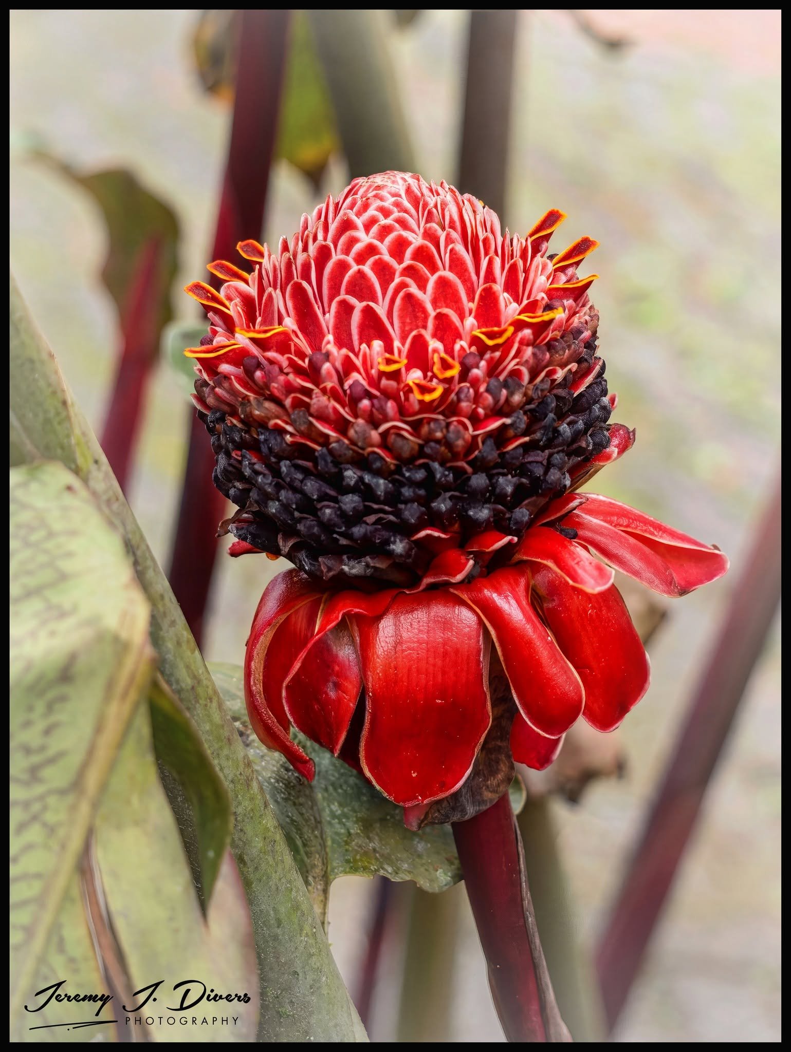 "Torch Ginger" Tirimbina Biological Reserve, Sarapiquí, Costa Rica