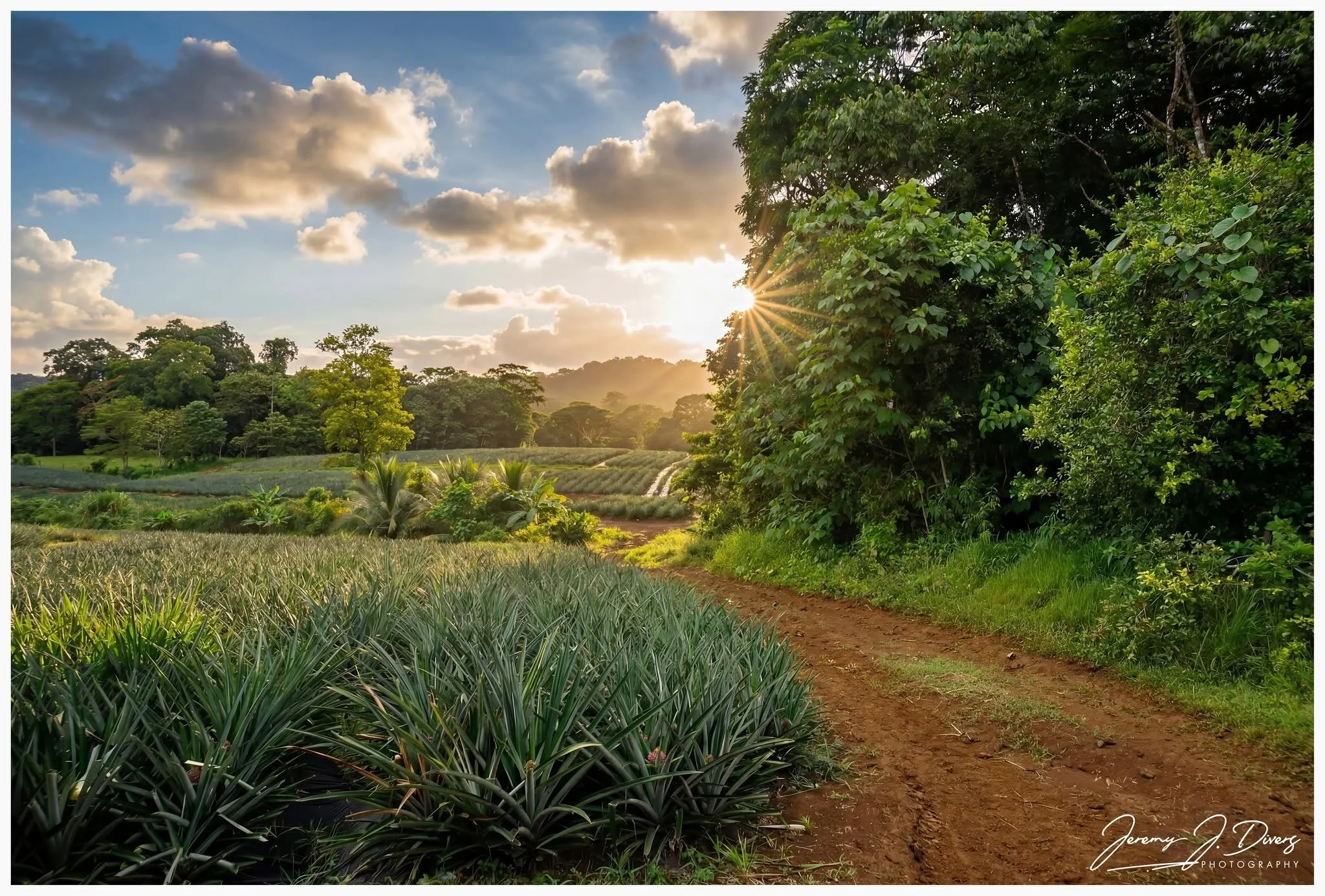 "Pineapple Farm in the Morning Light" Calle Rancho Chico, Sarapiquí, Costa Rica