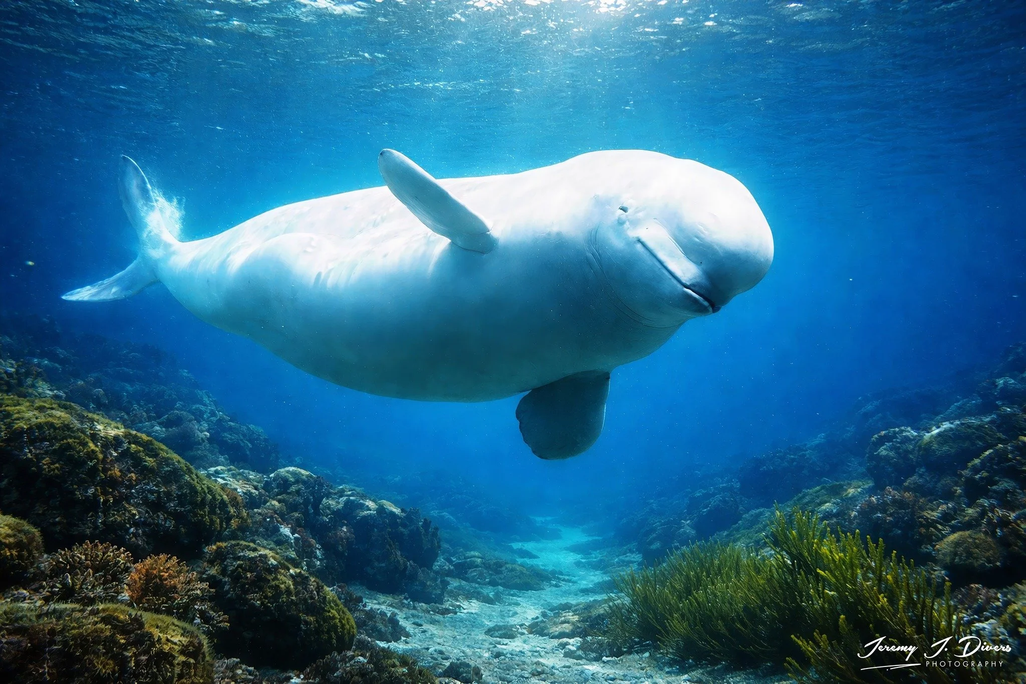 "The White Whale" Sea World, SanDiego, California