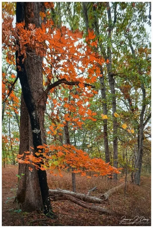 'When Summer Meets Fall" Rockbridge State Park, Columbia, MO