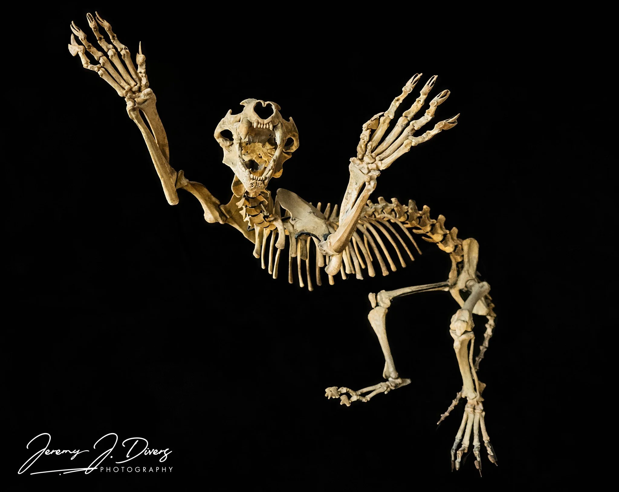 "Pouncing Cave Bear"