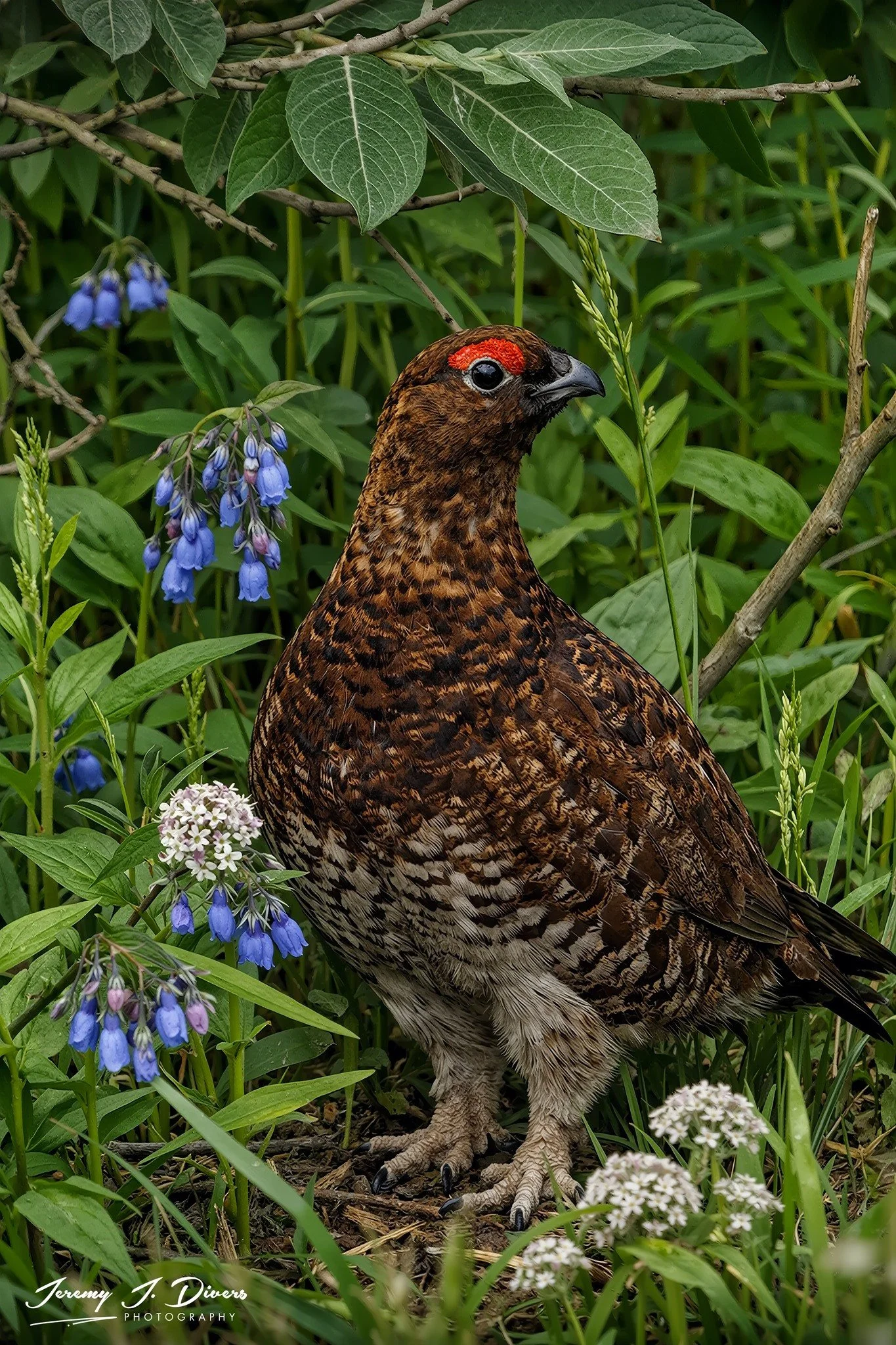 "Spruce Grouse" Denali National Park, Alaska