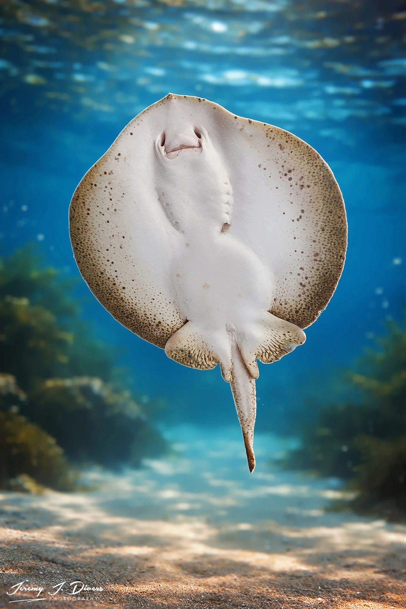 Stingray