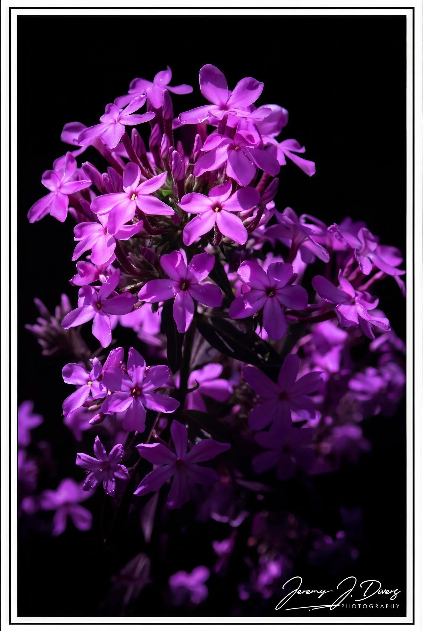"Phlox In Shadow" Shaw Nature Reserve, Gray Summit, MO