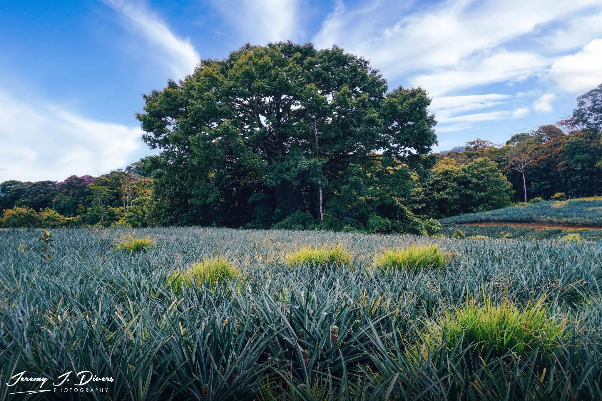 "Guardian of the Pineapple Fields," Calle Rancho Chico, Sarapiquí, Costa Rica