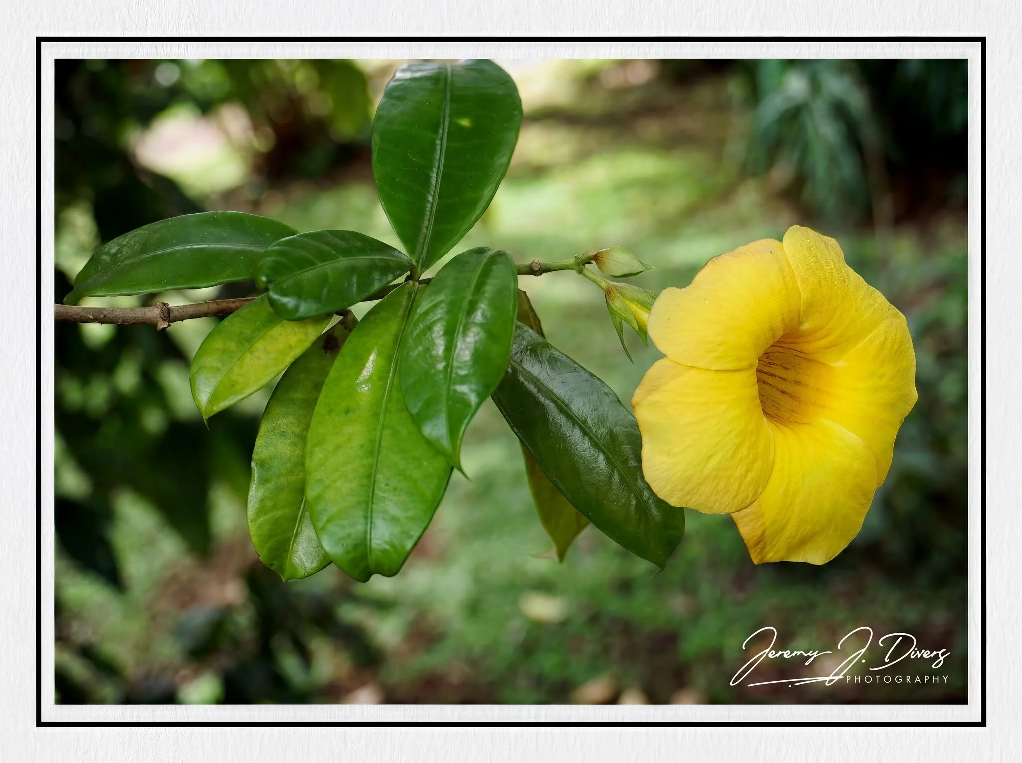 "Golden Trumpet" Hotel La Hacienda, Alajuela Province, Costa Rica