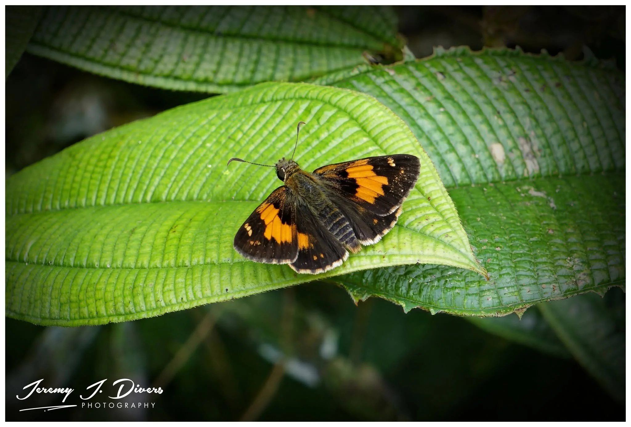 "Grass Skipper Butterfly" Tirimbina Biological Reserve, Sarapiquí, Costa Rica