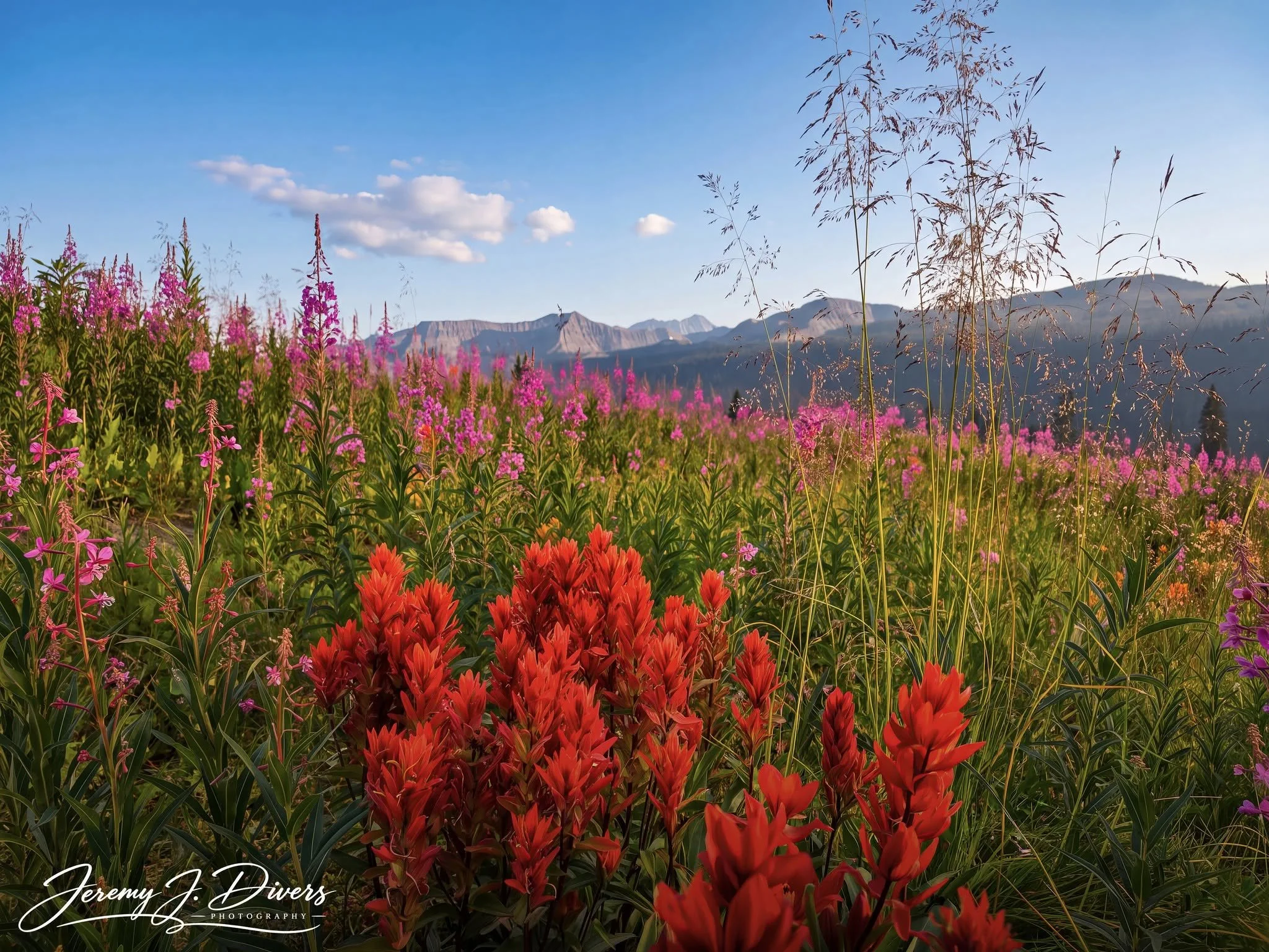 "Mountain Meadow Ablaze" Banff National Park, Alberta, Canada