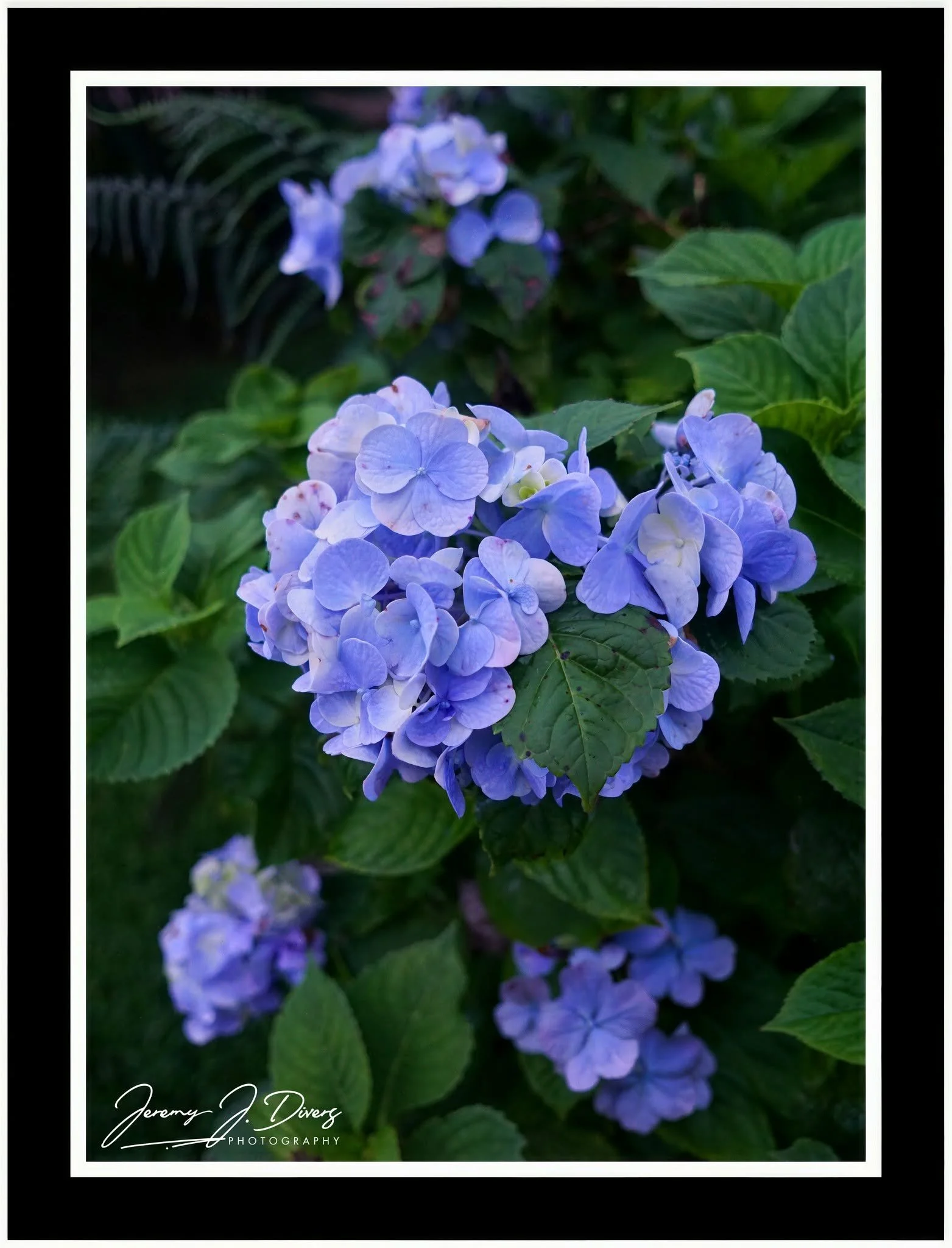 "Blue Mophead Hydrangeas" Costa Rica