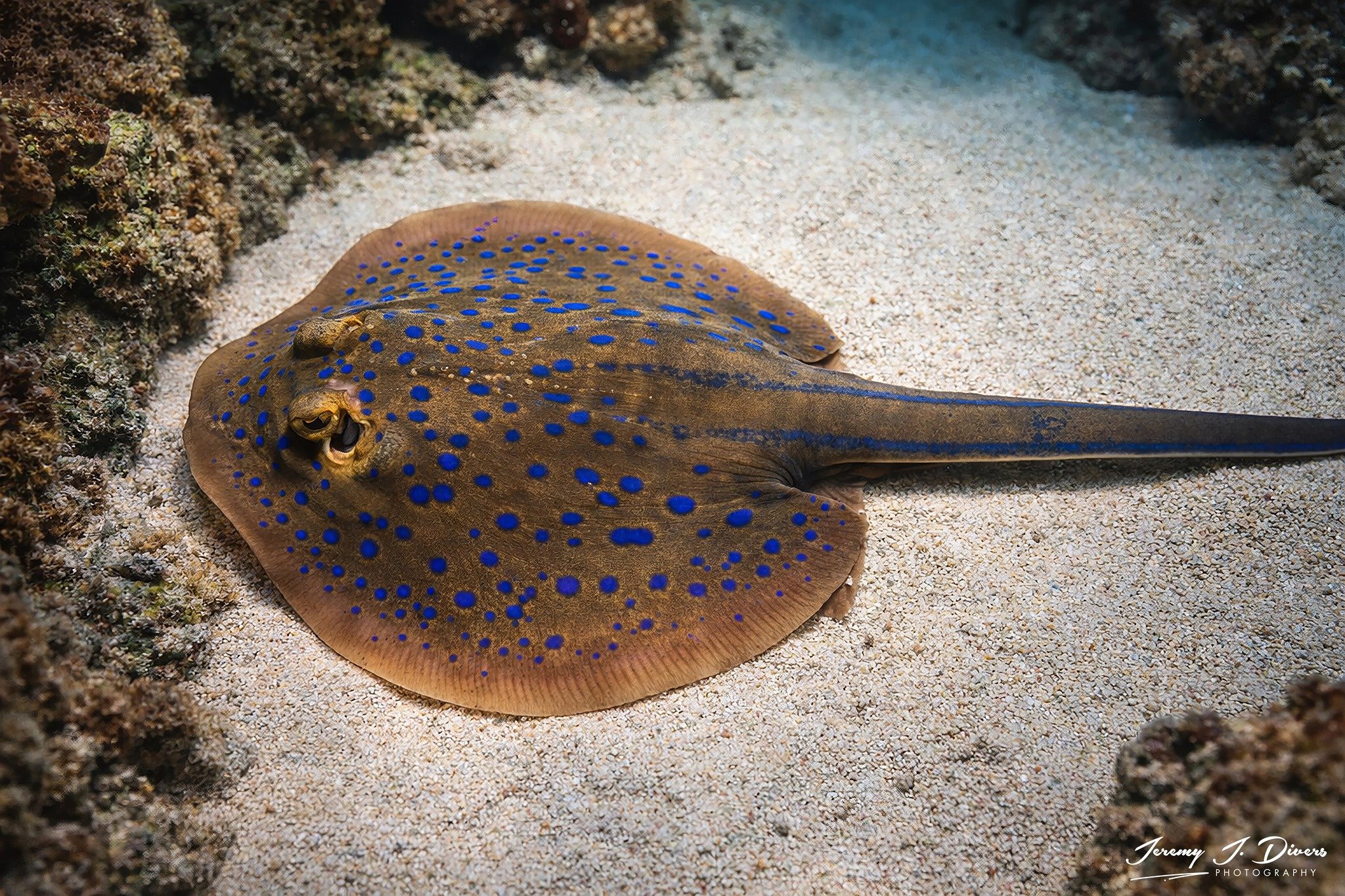 Bluespotted Ribbontail Ray