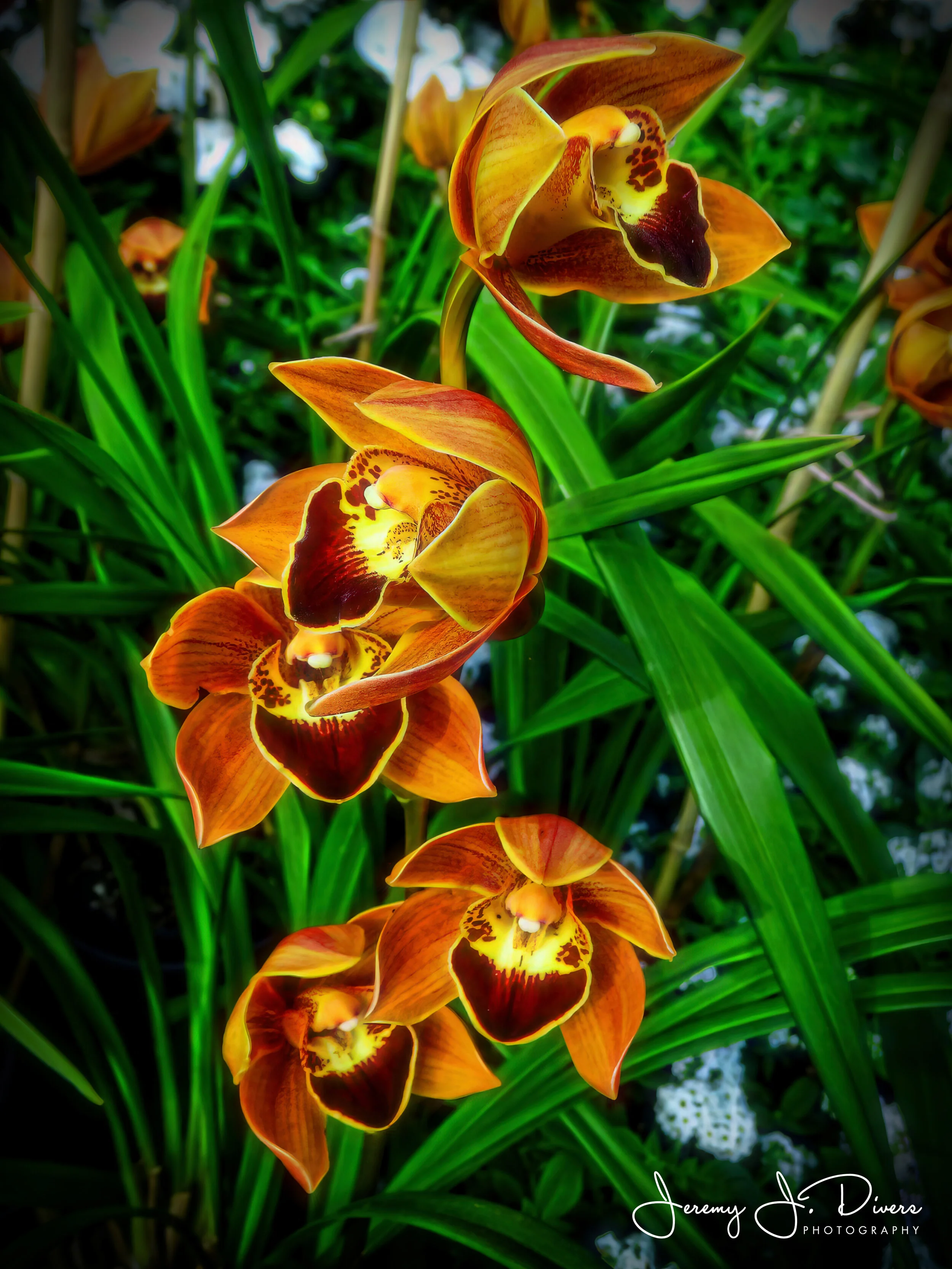 "Cymbidium Orchids" (B)