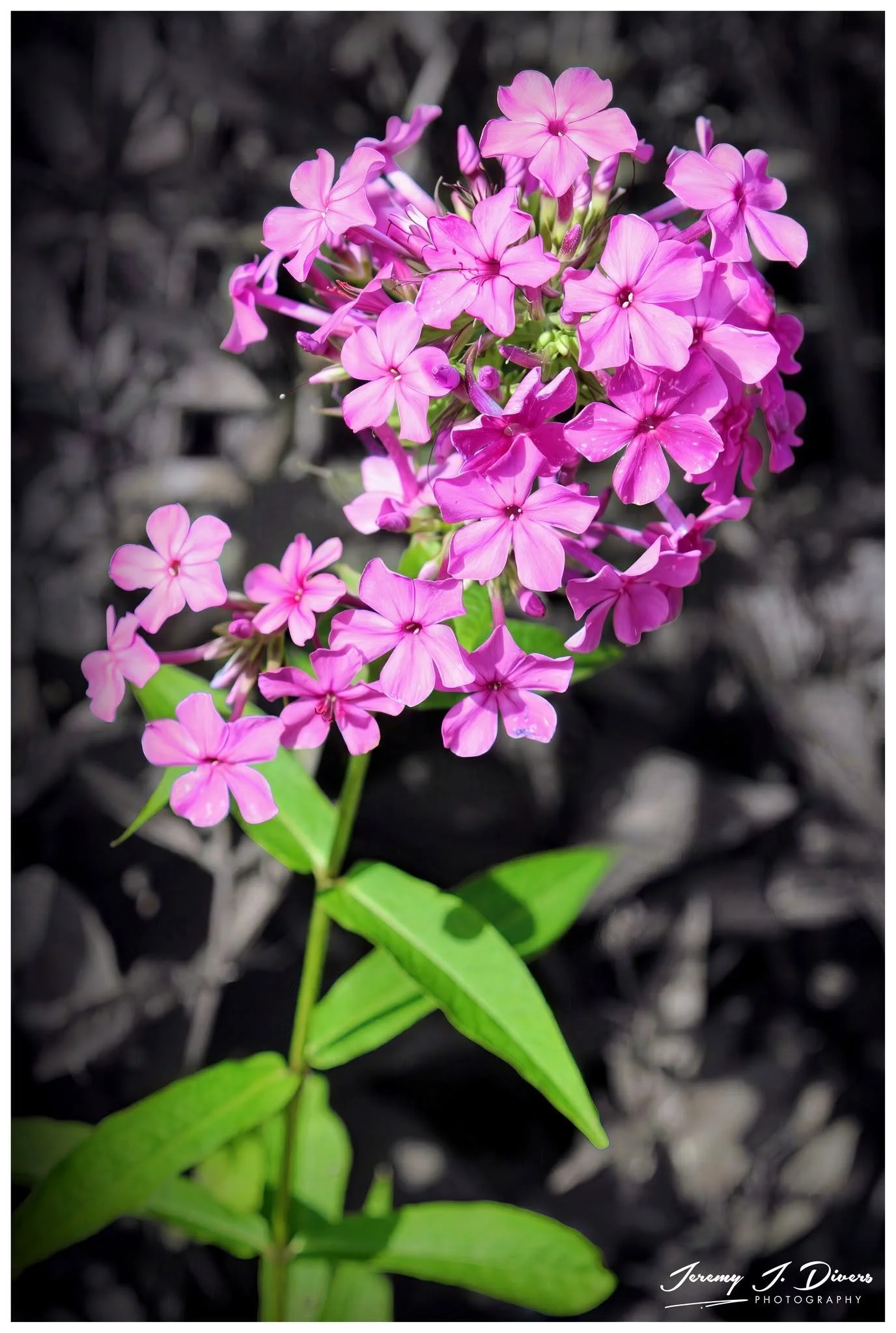 "Pink Garden Phlox" Shaw Nature Reserve, Gray Summit, MO