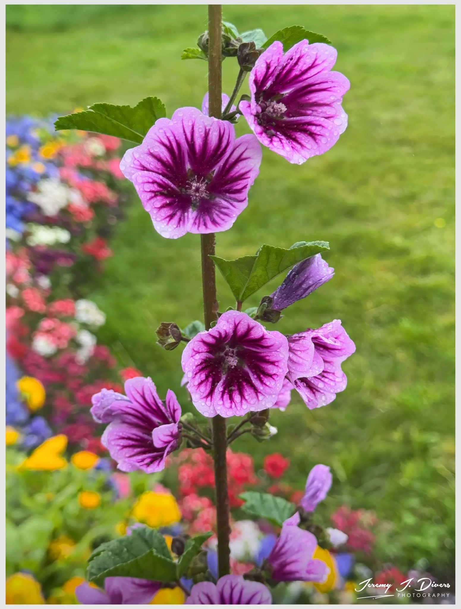 "Zebrina French Hollyhock" Reykjavik, Iceland